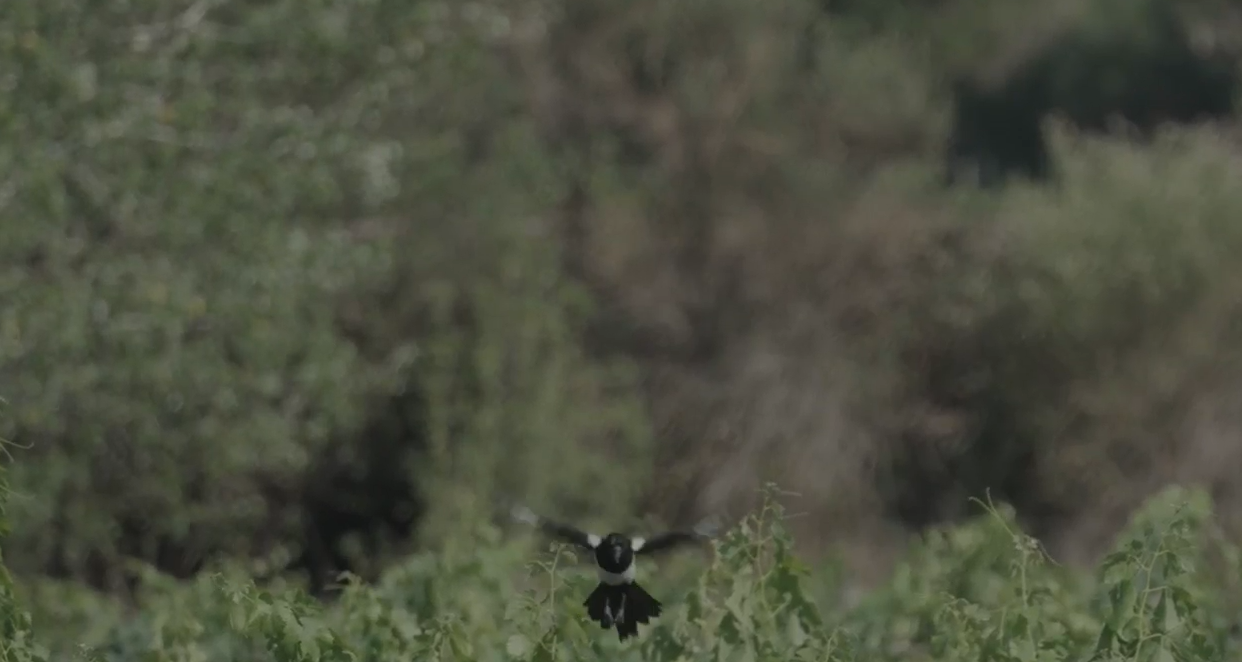 Ejemplar de urraca sobrevolando el viñedo de Familia Torres en el Penedès. 