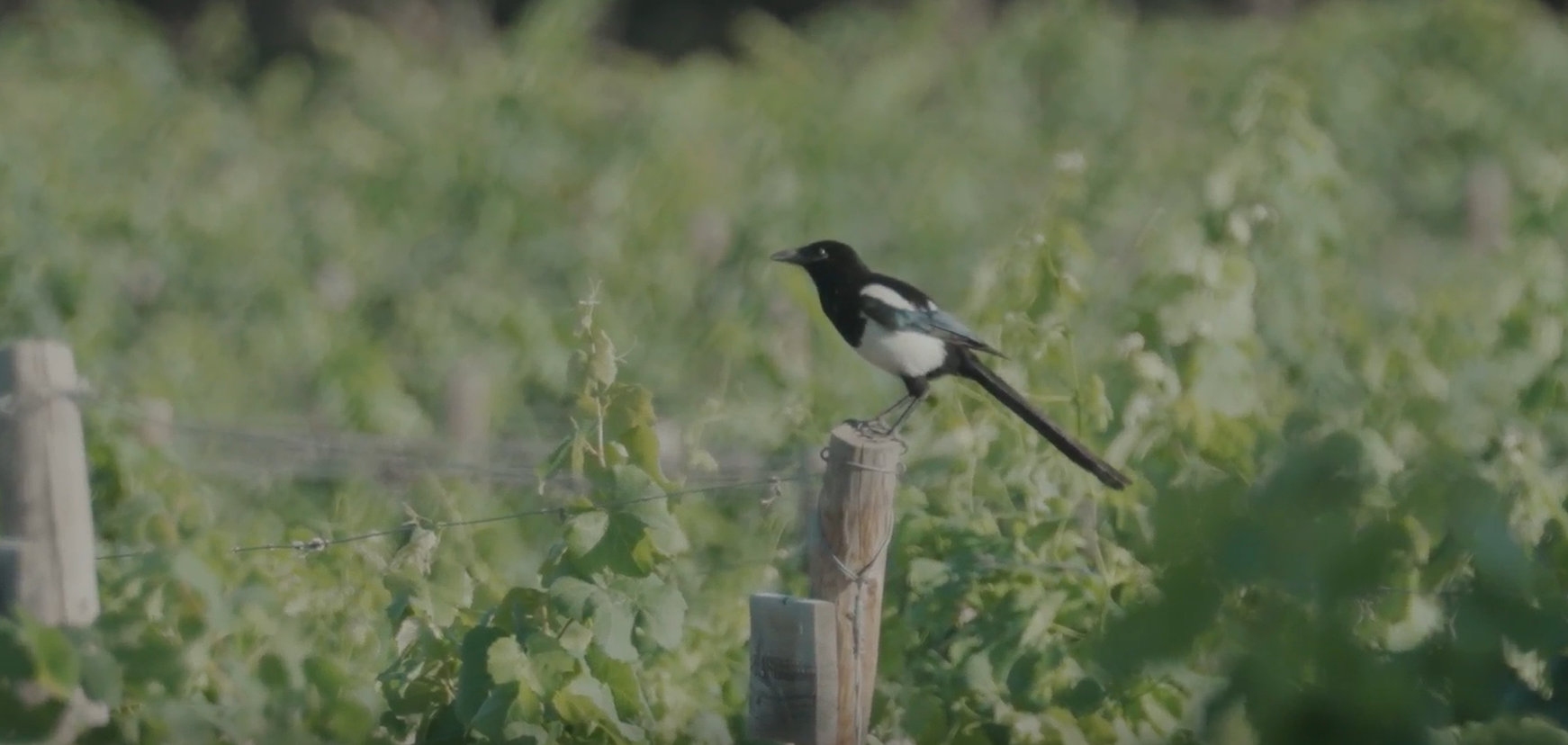 Ejemplar de urraca en medio del viñedo de Familia Torres en el Penedès.