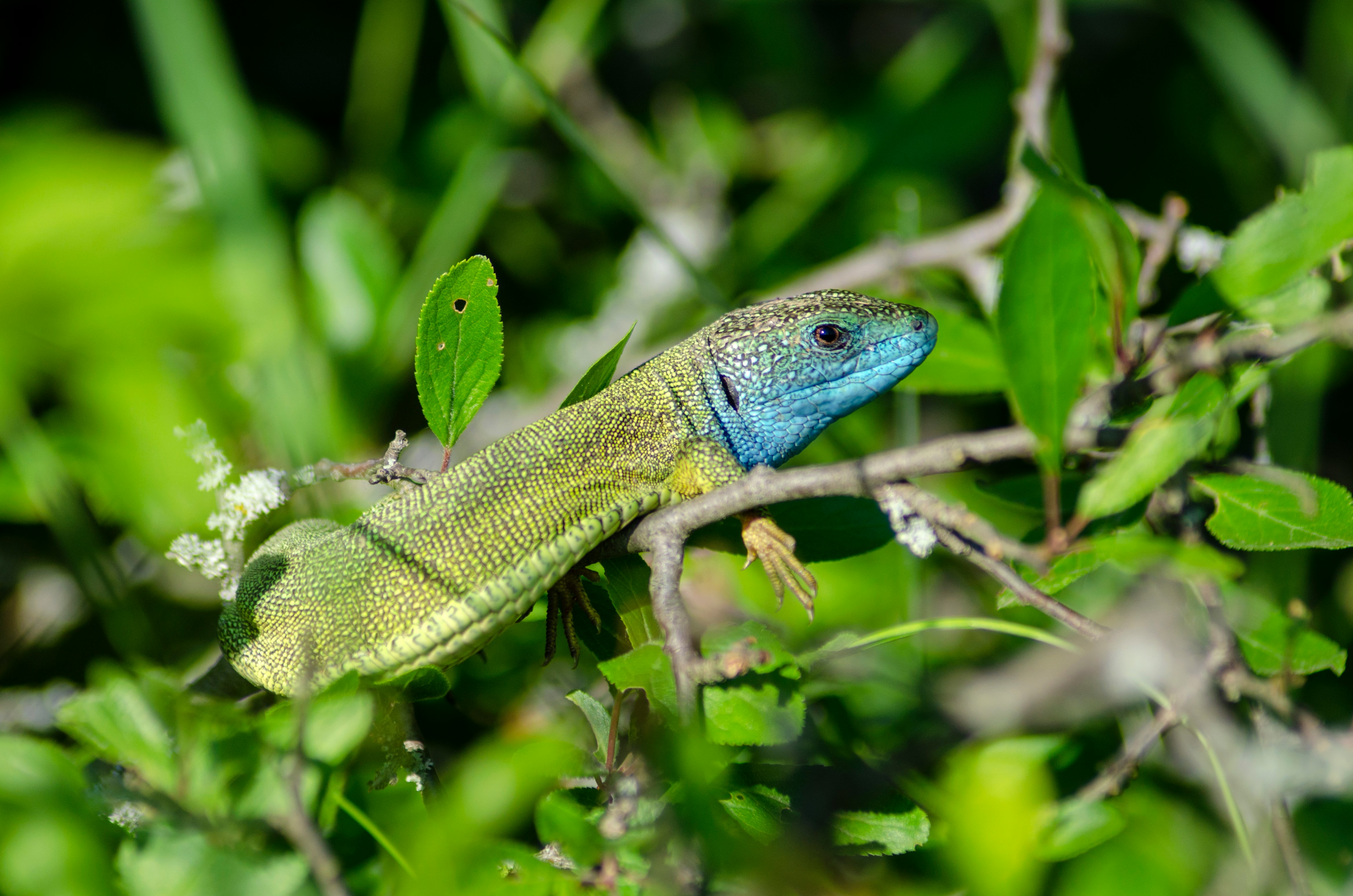 Ejemplar del lagarto verde.