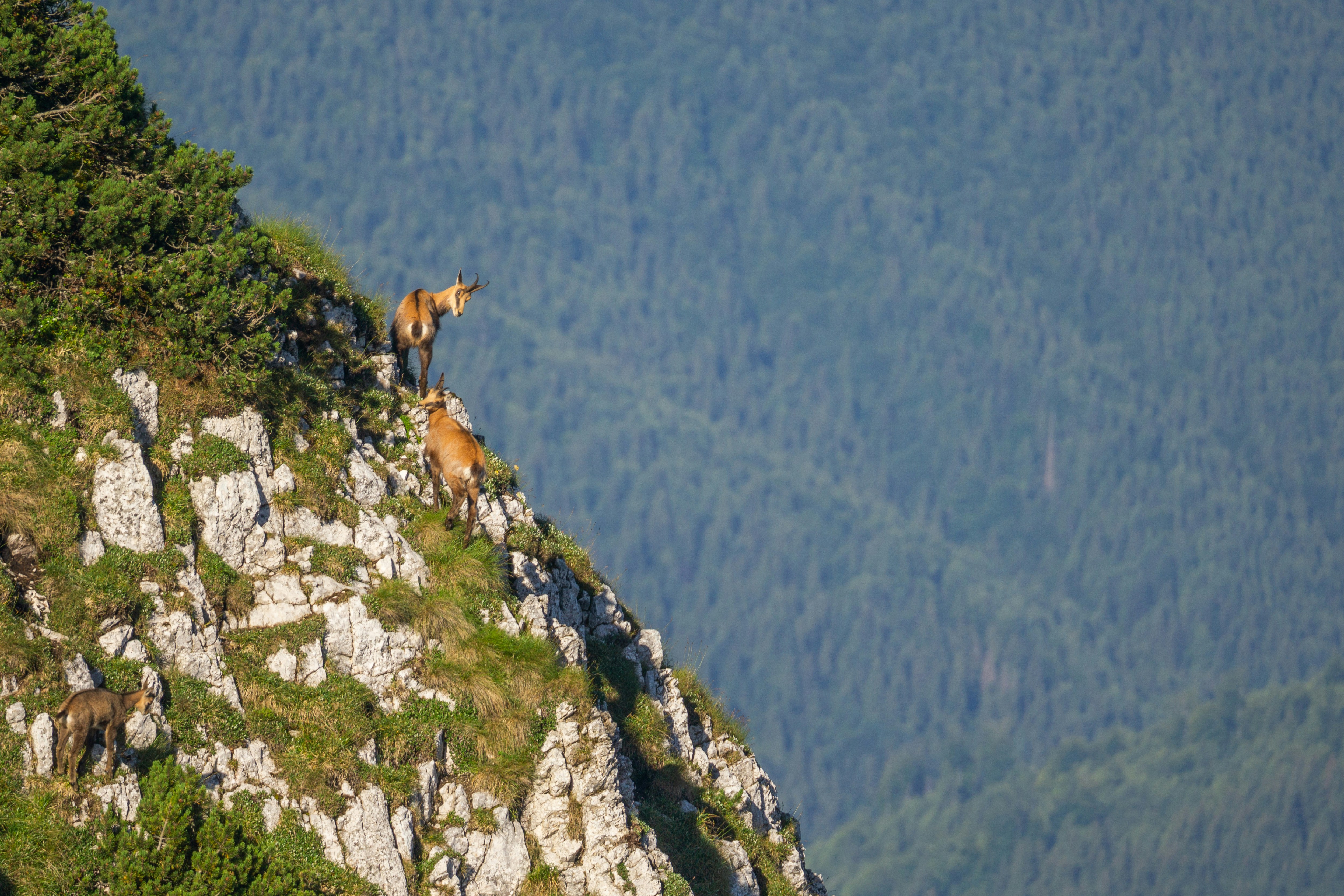 Pareja de rebecos encima de la montaña. 