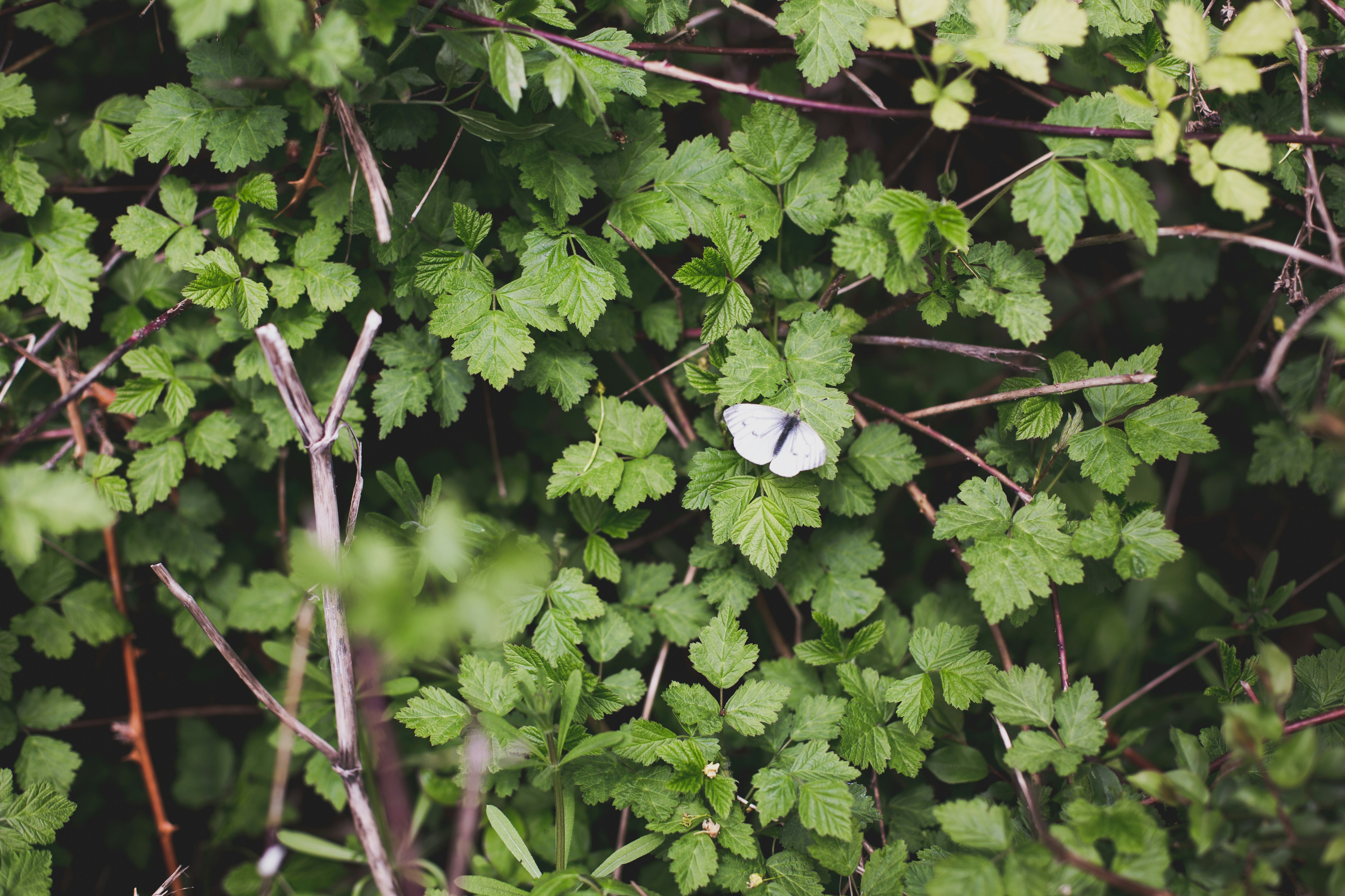 naturaleza
