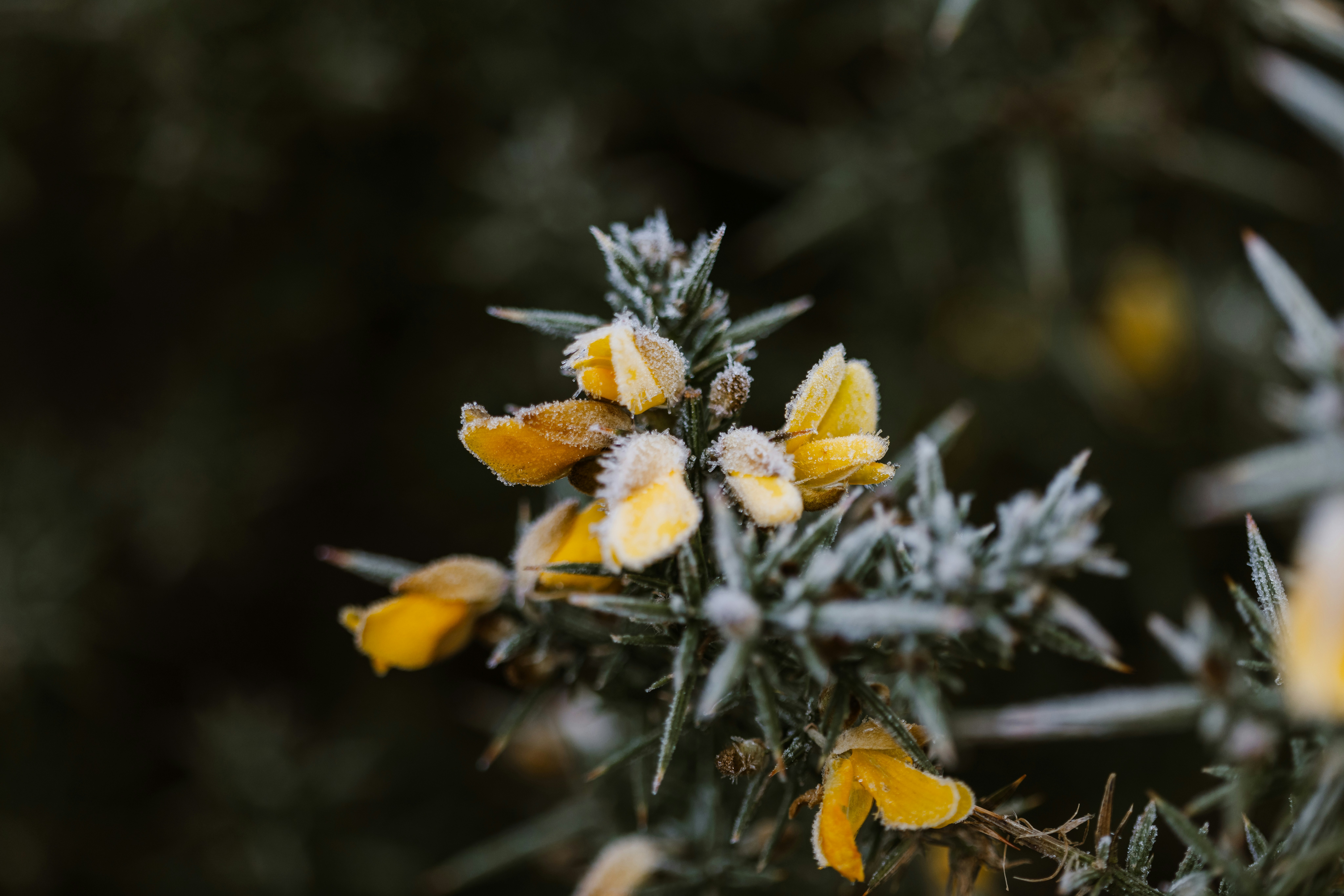 Flores amarillas cubiertas de escarcha en pleno invierno
