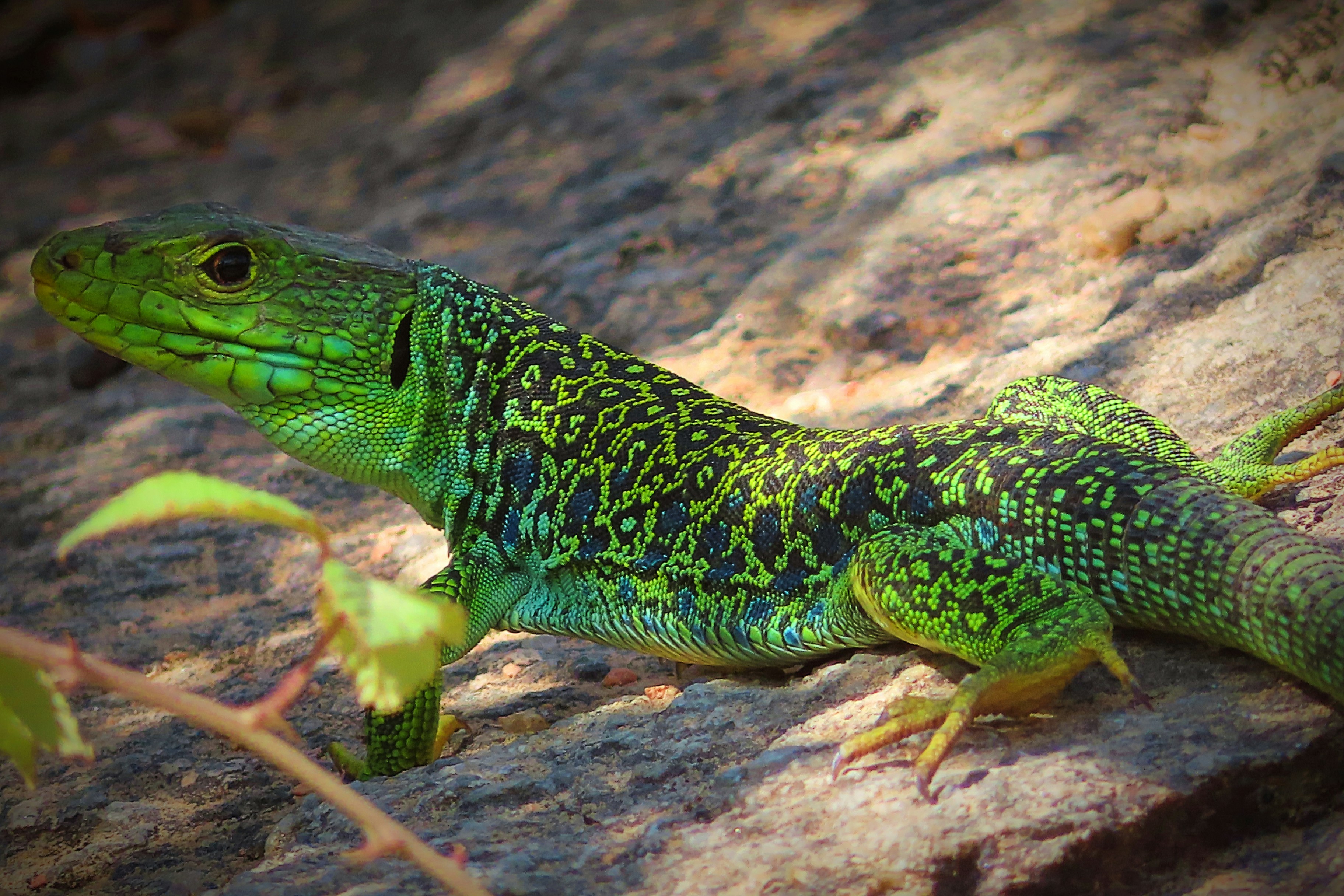 Ejemplar del lagarto ocelado.