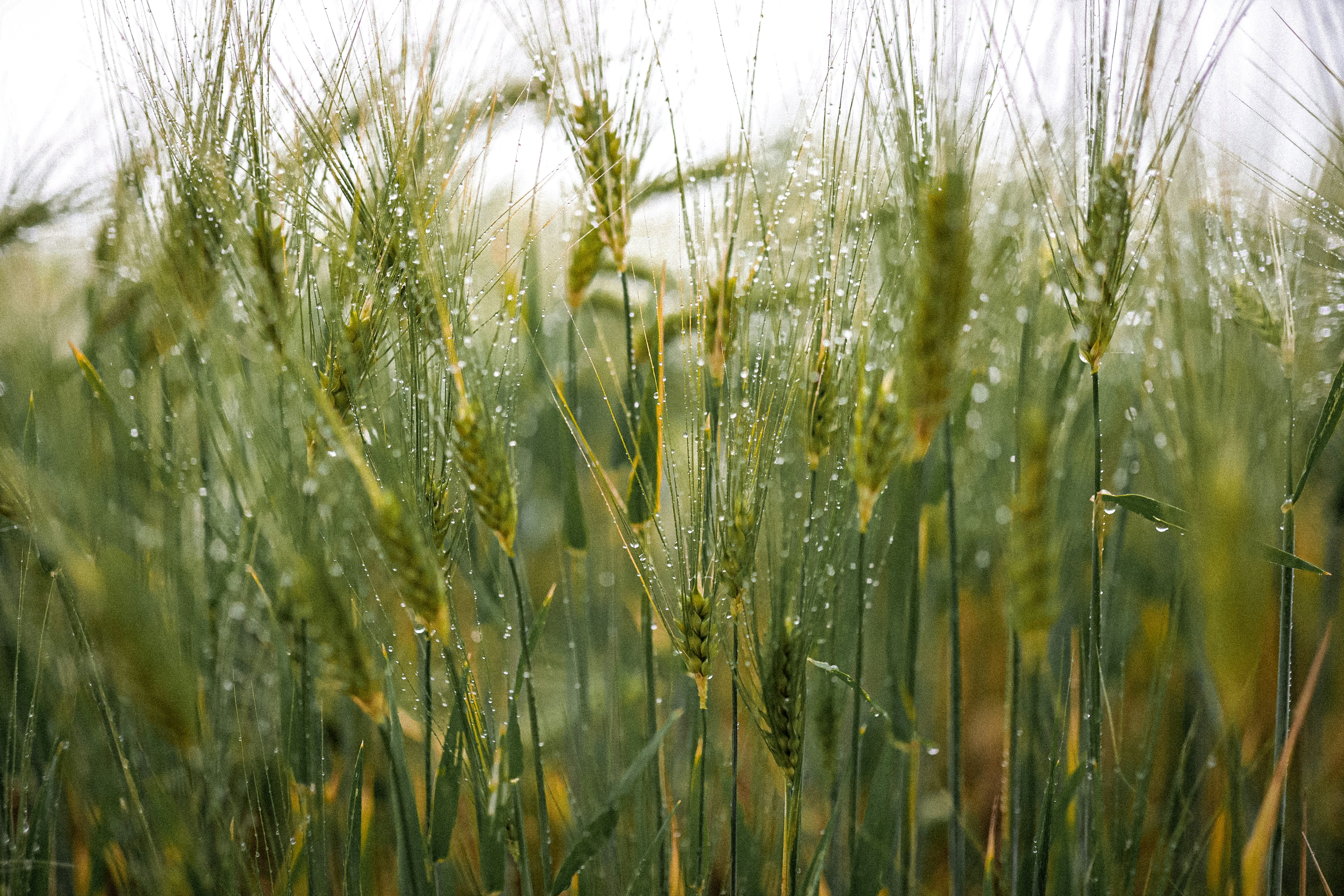 Espigas mojadas por gotas de lluvia 