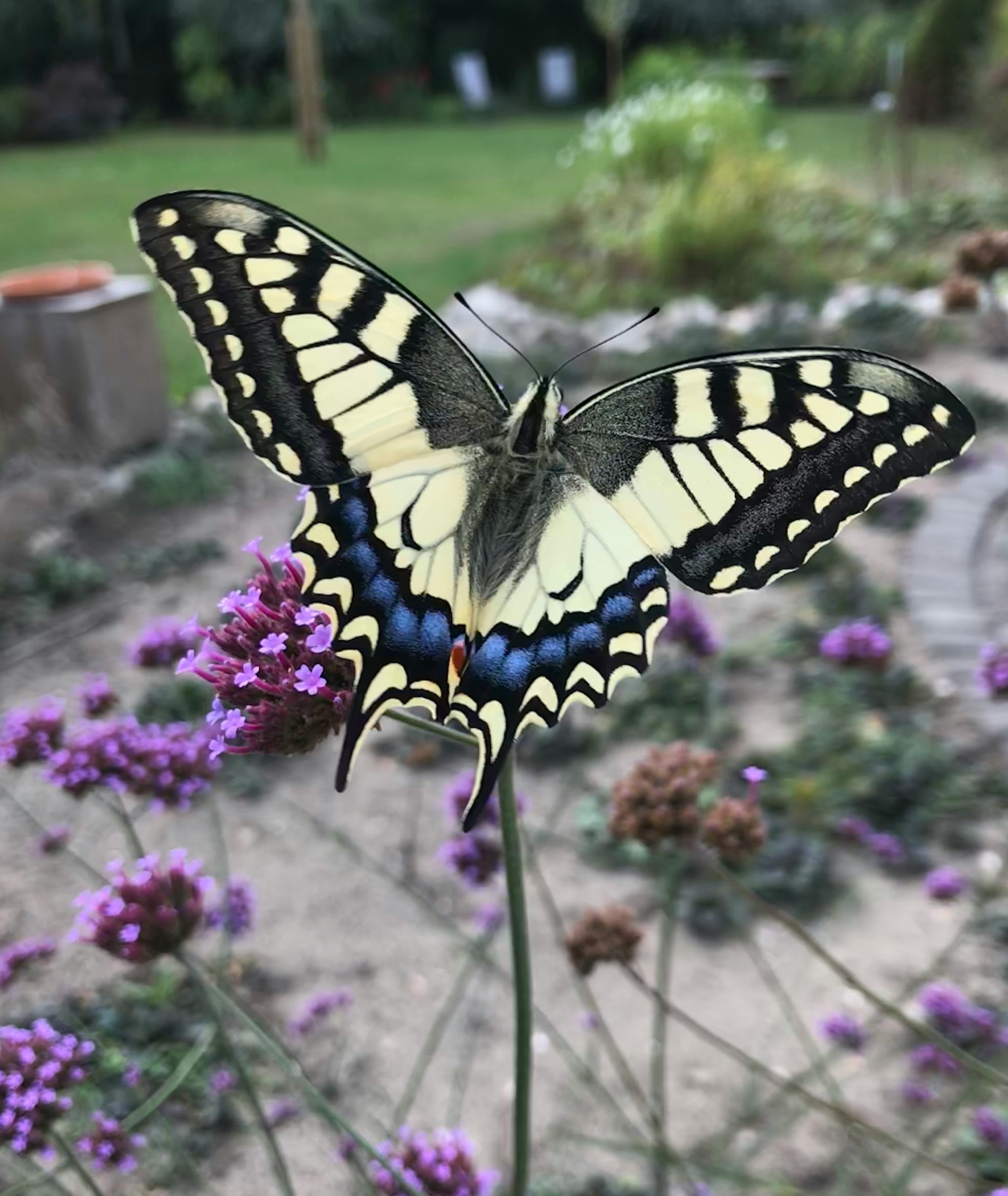 Ejemplar de mariposa macaón encima de unas flores. 