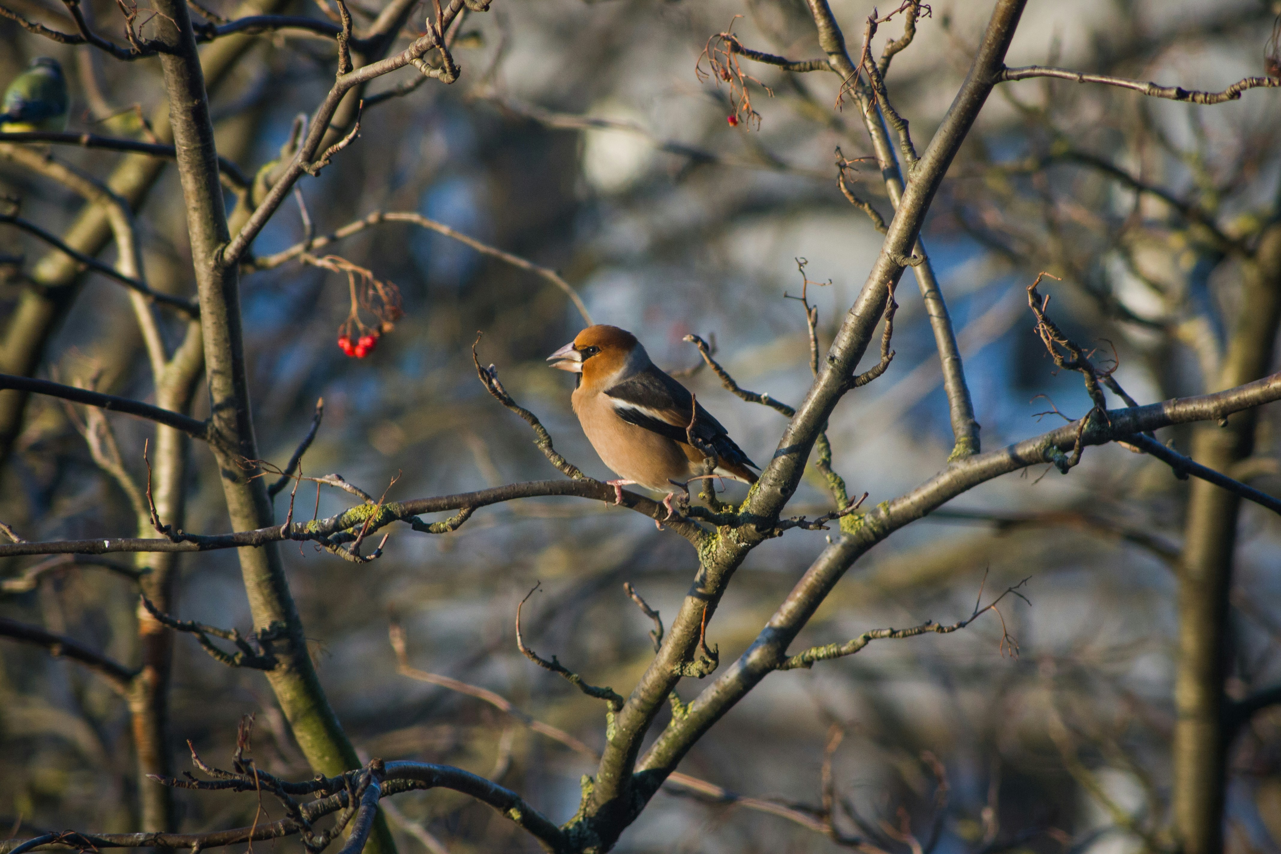 Un pájaro posado en un árbol de Serbal