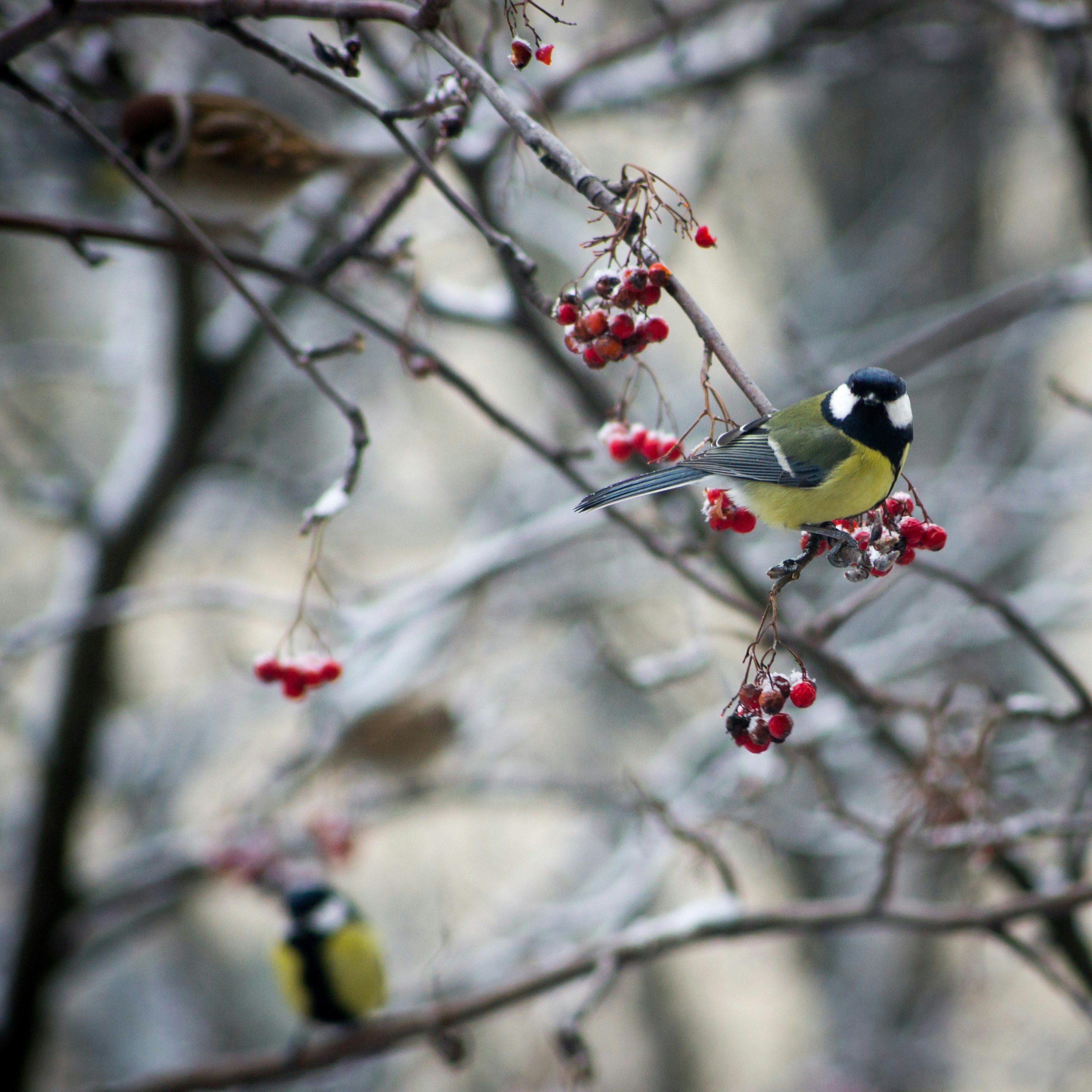 Pajaro en una rama de serbal