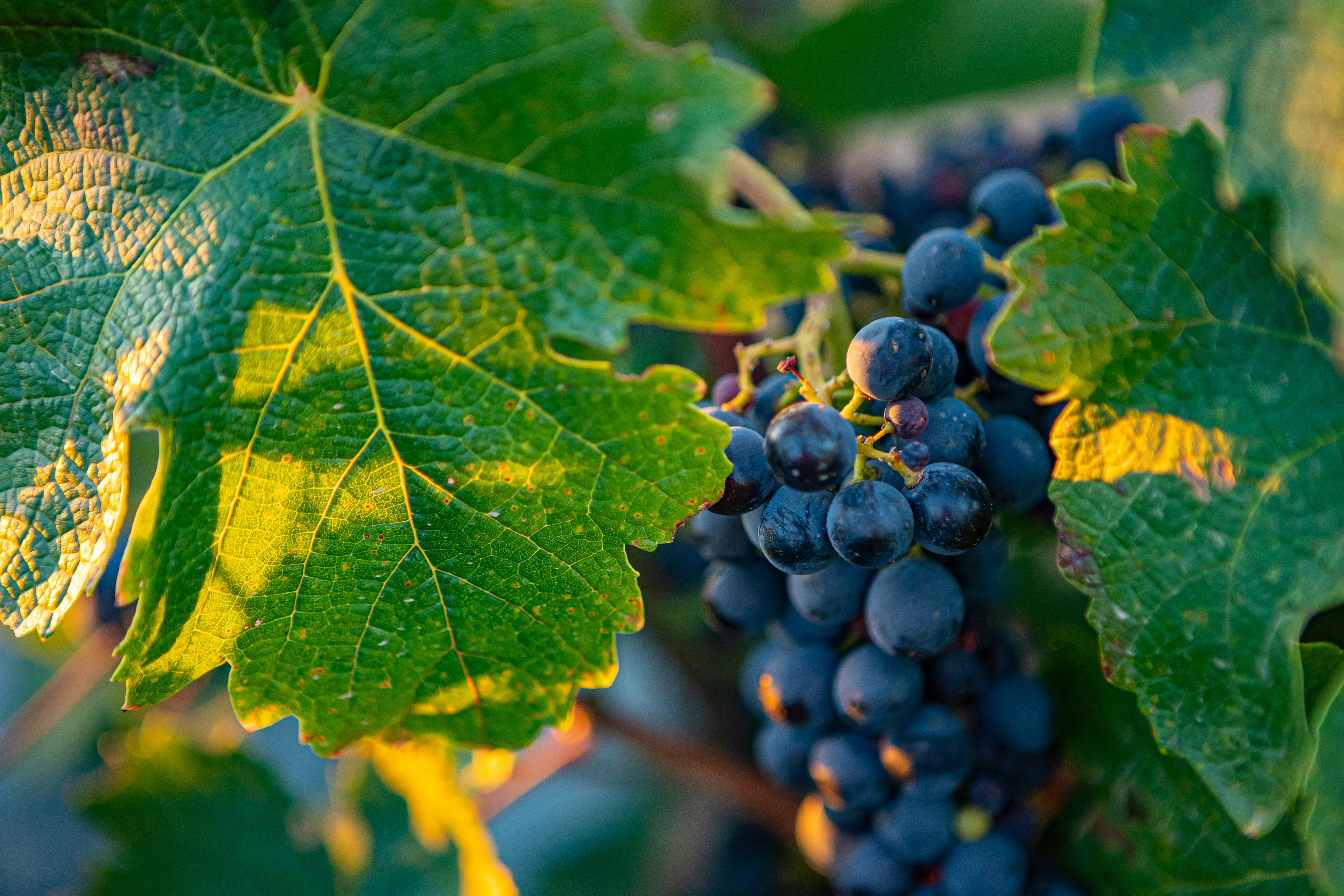 Variedad gonfaus plantada en la DO Costers del Segre
