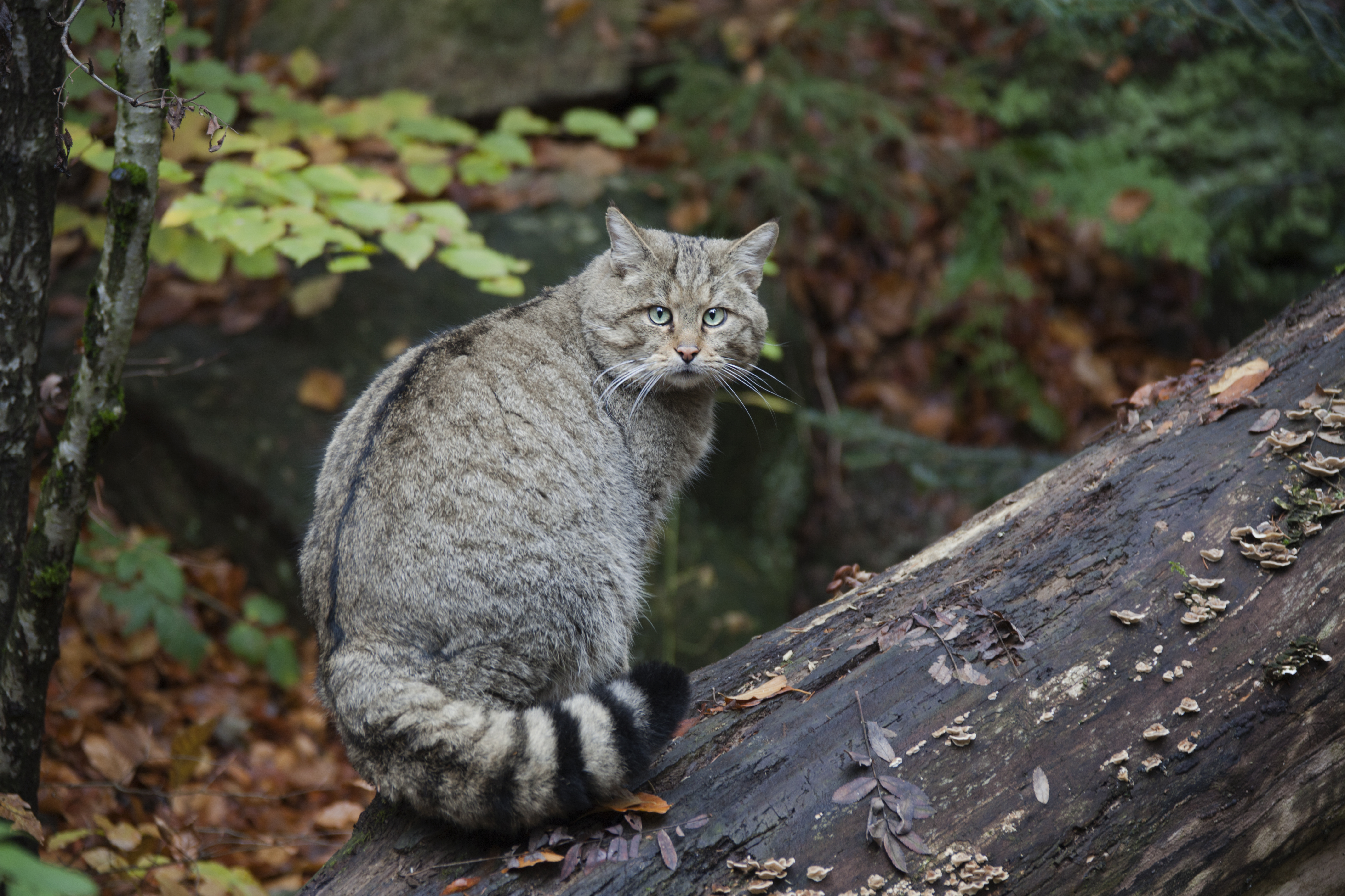 Ejemplar de gato montés. 