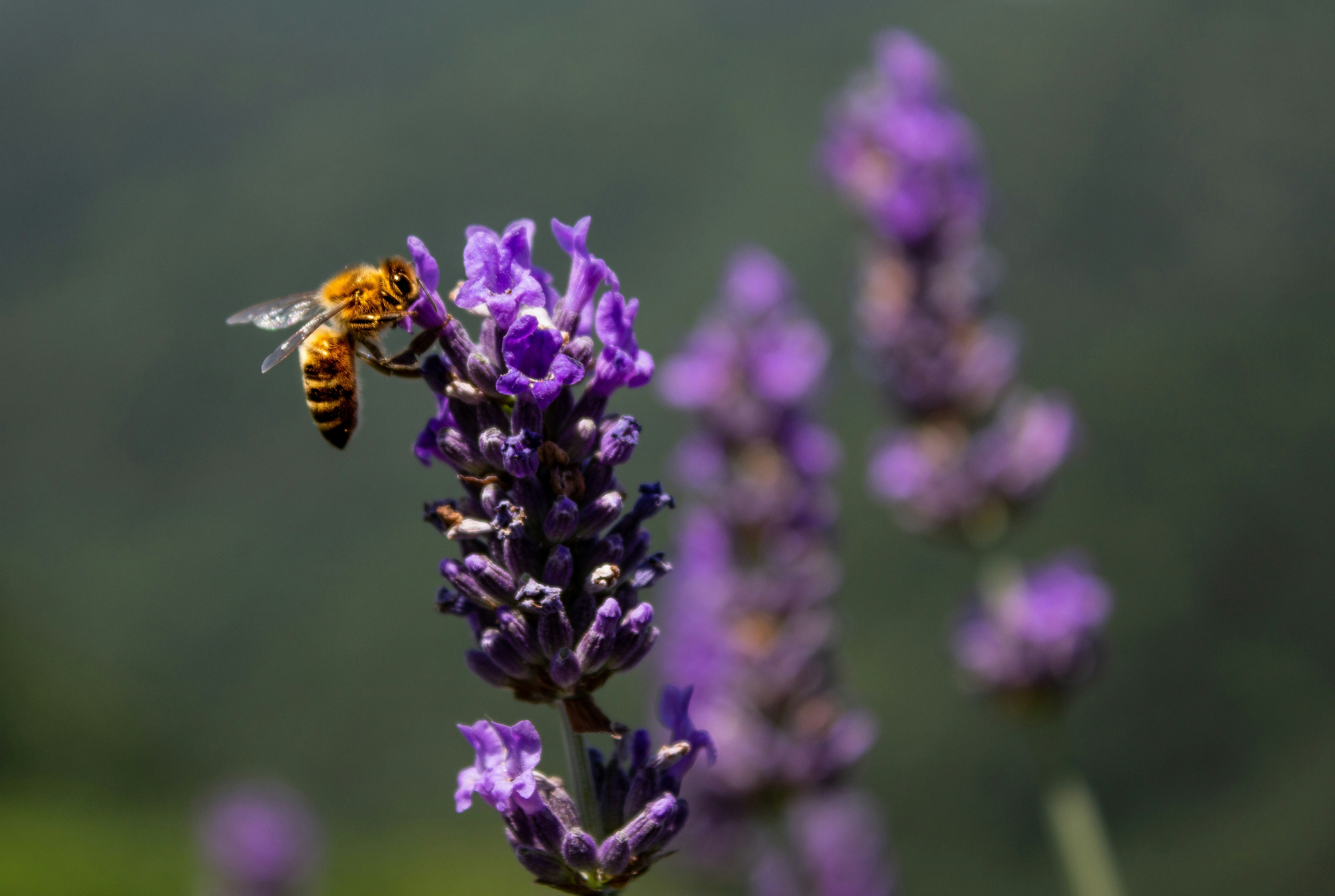 lavanda