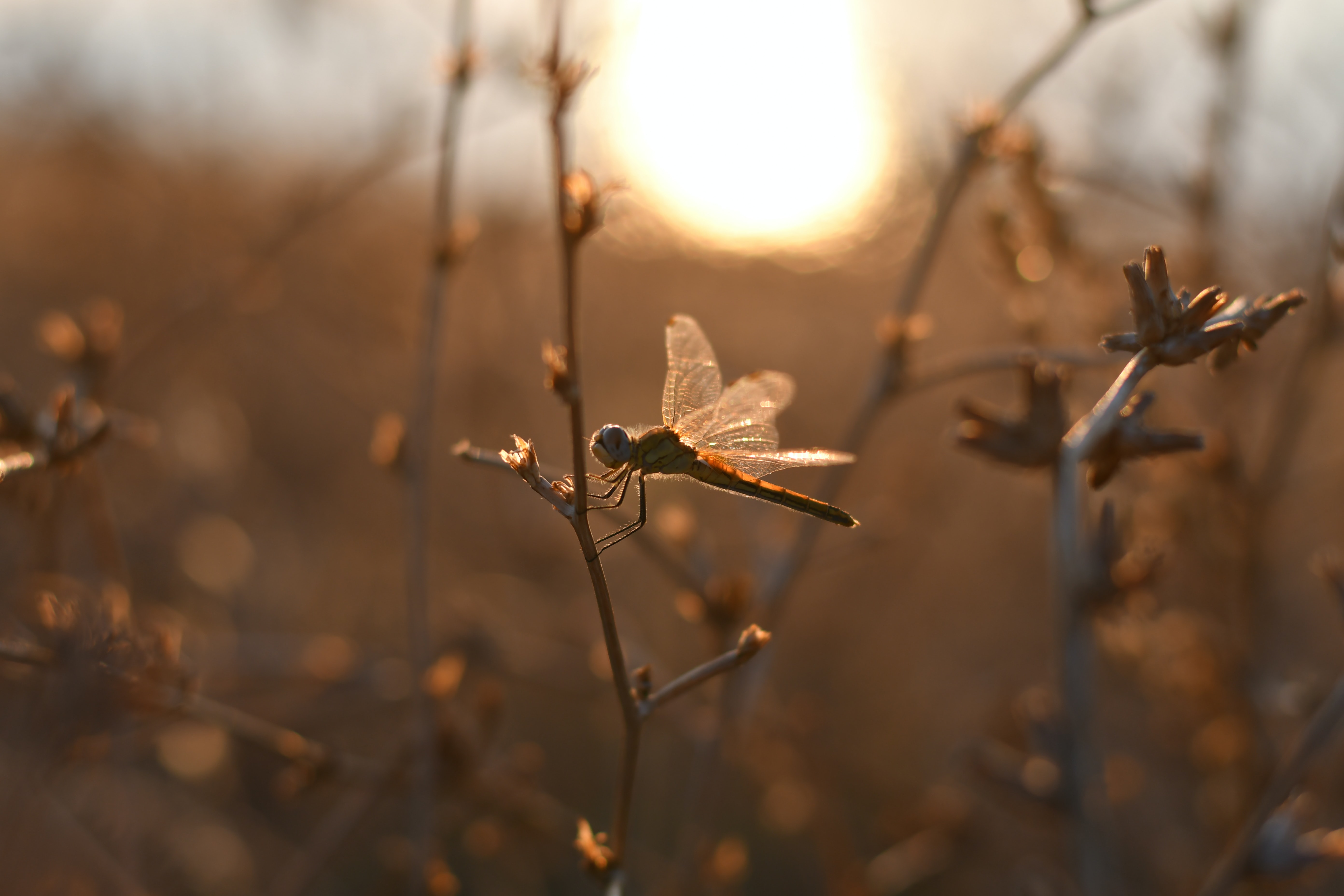 Libélula en un atardecer de verano. 