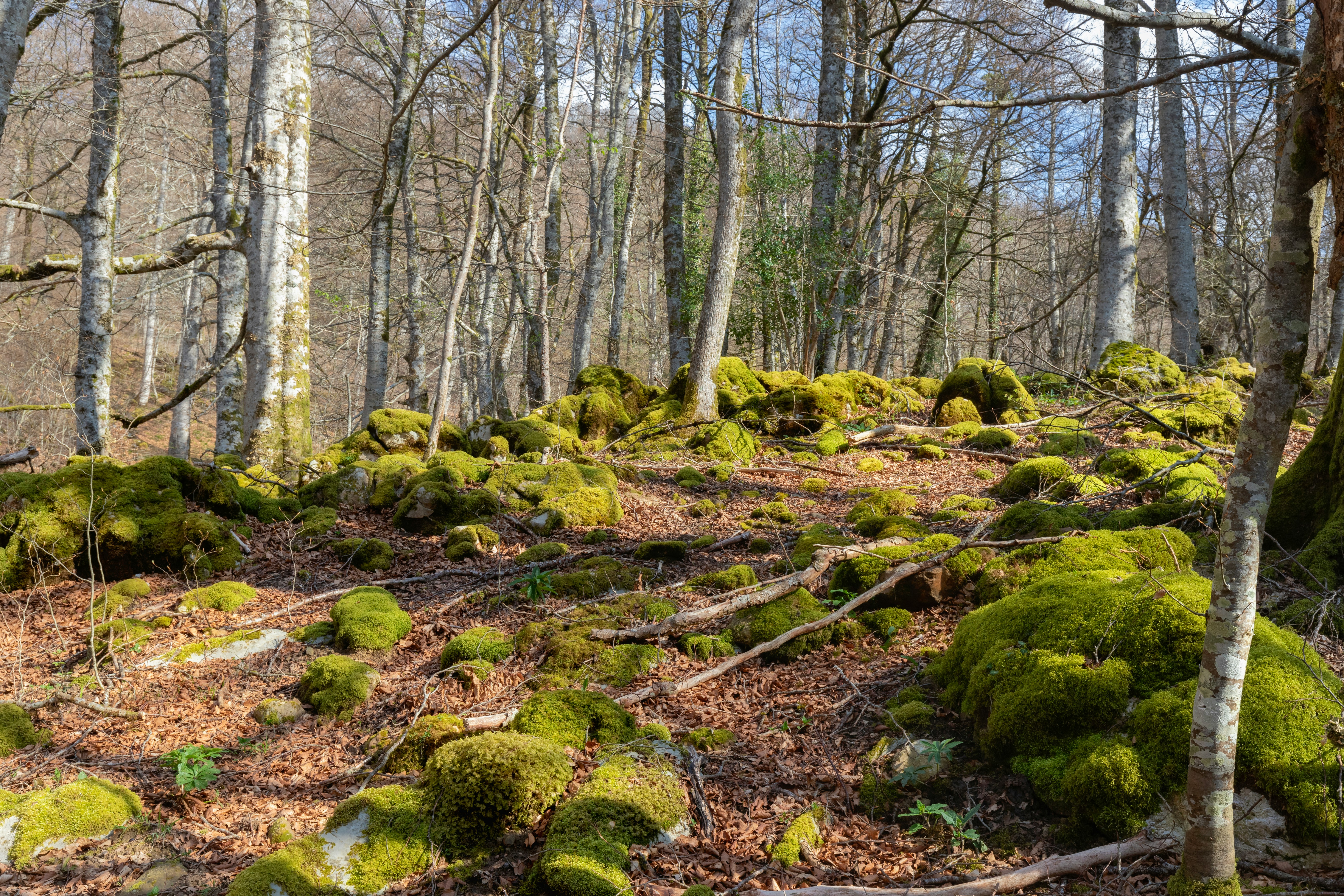 Selva de Irati (Navarra)