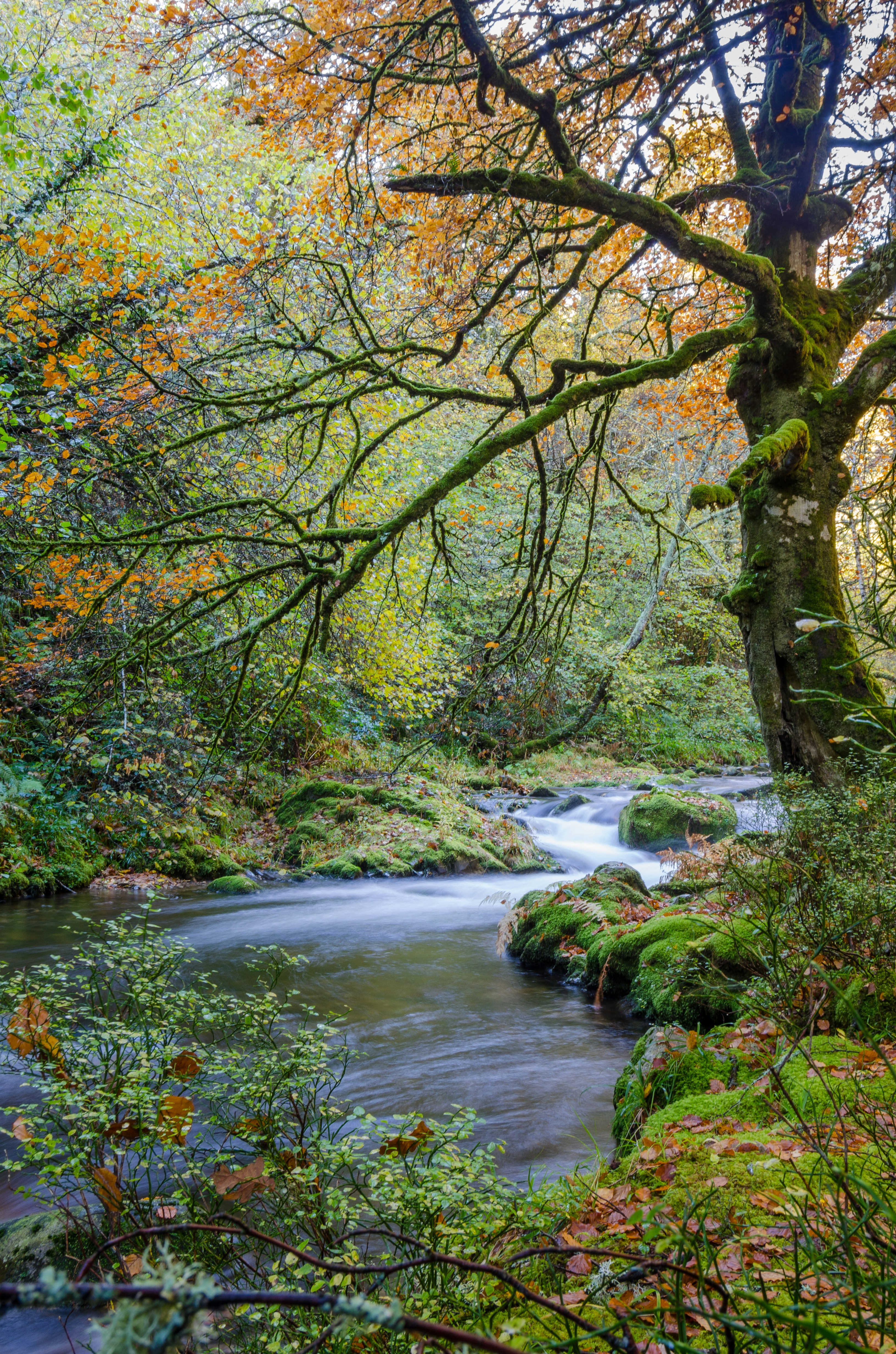 Bosque de Muniellos en Asturias