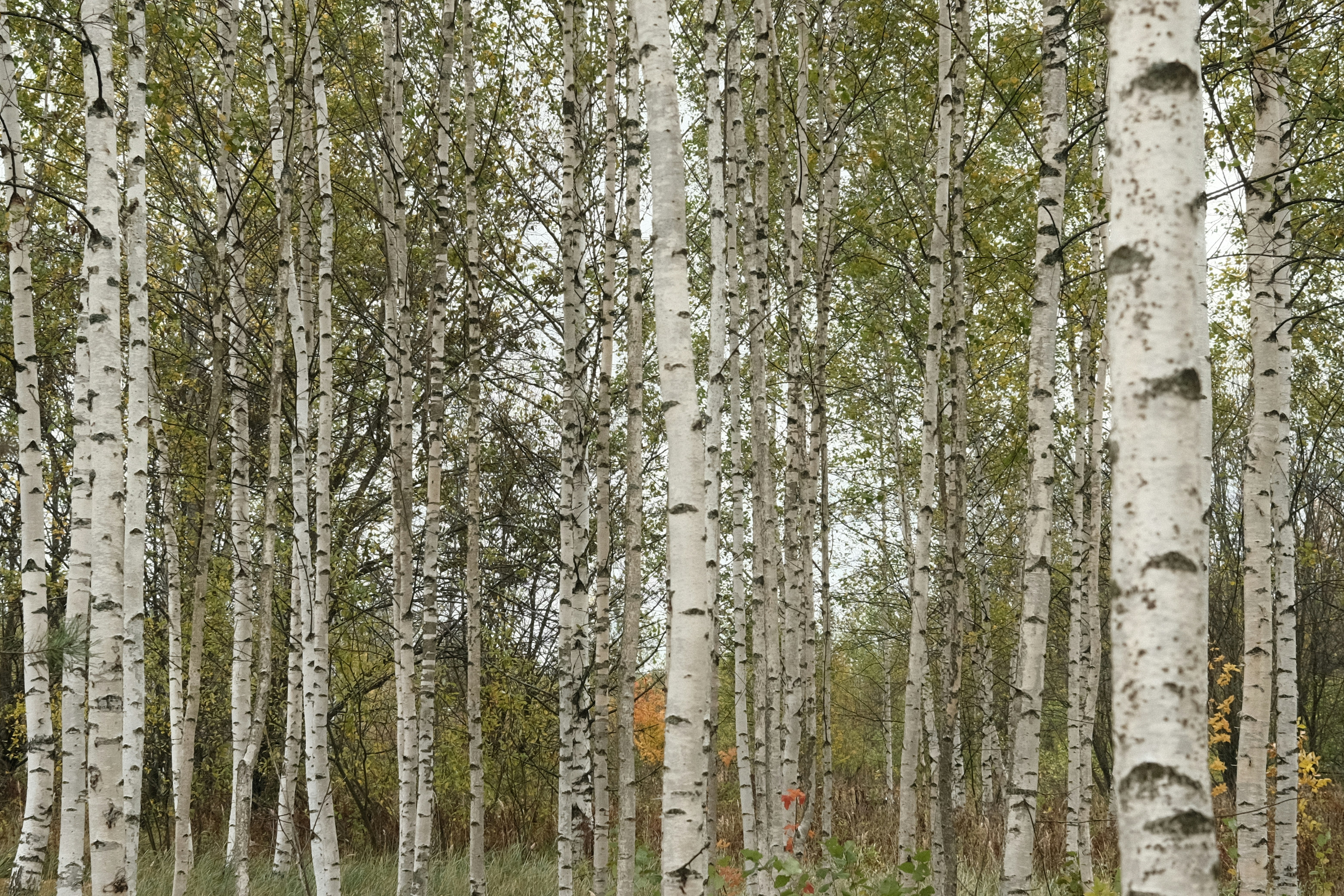 Bosque de chopo