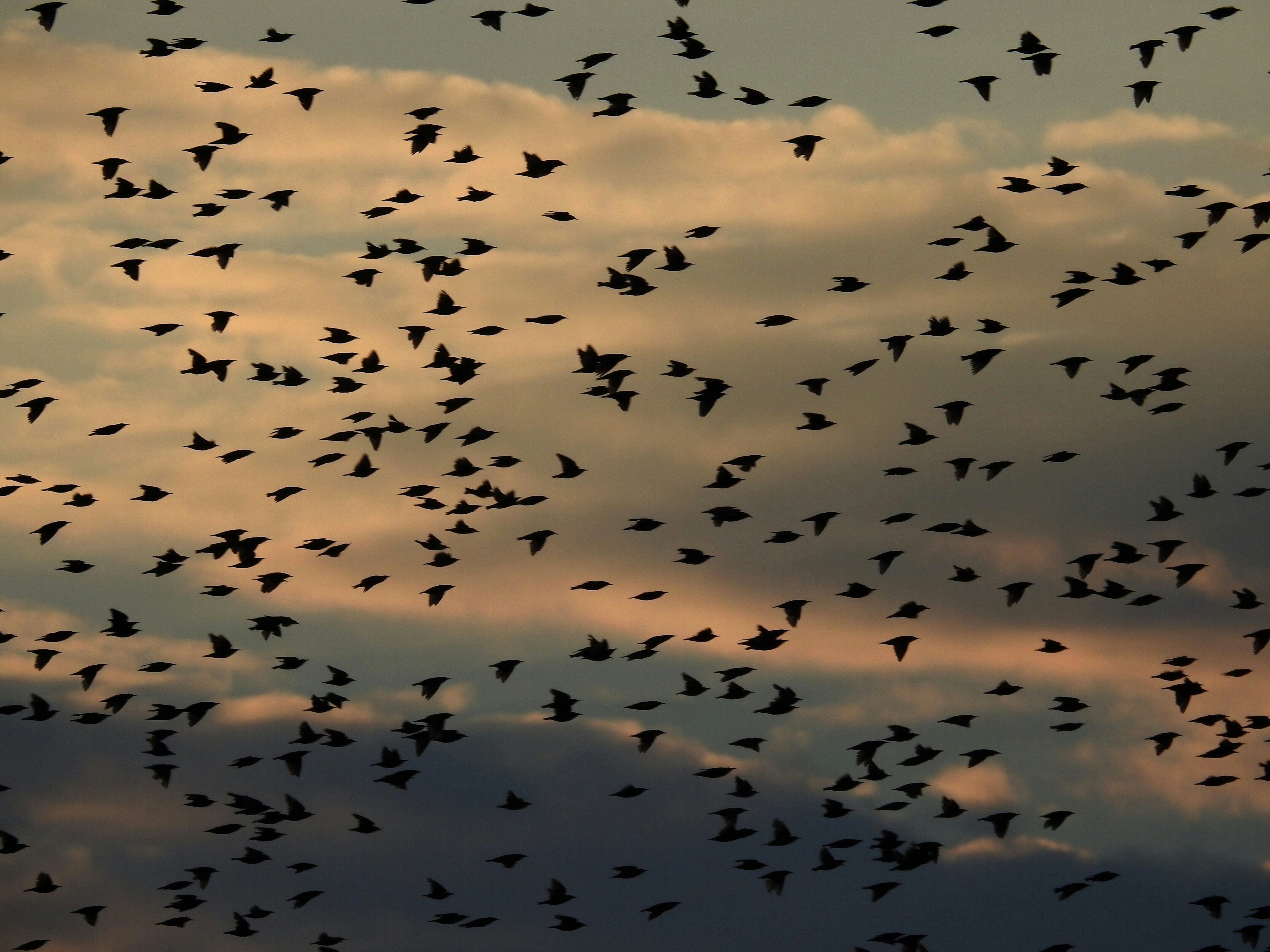 Estorninos volando en el cielo al atardecer