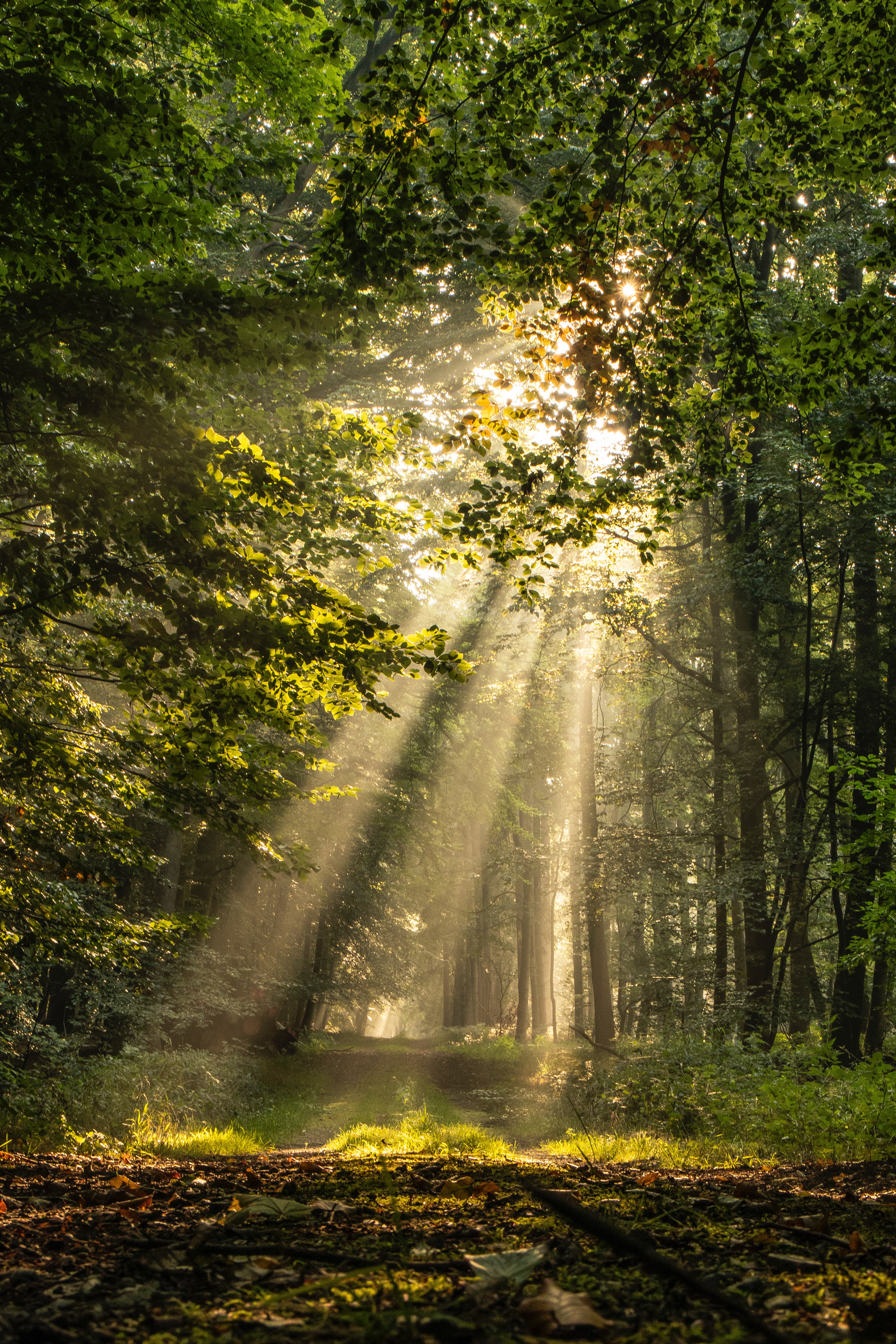 Amanecer en el bosque de hayas.