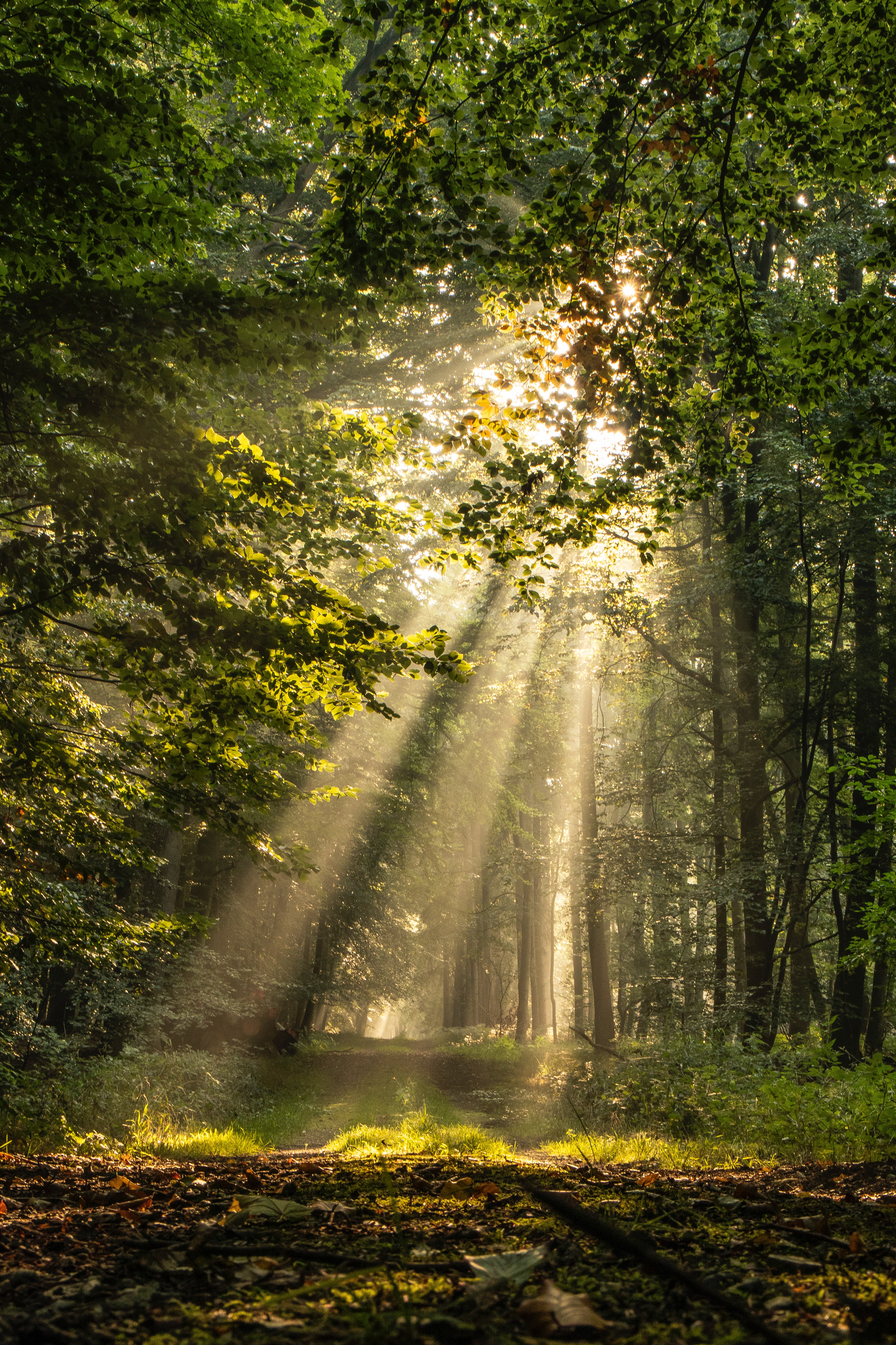 Amanecer en el bosque de hayas.   