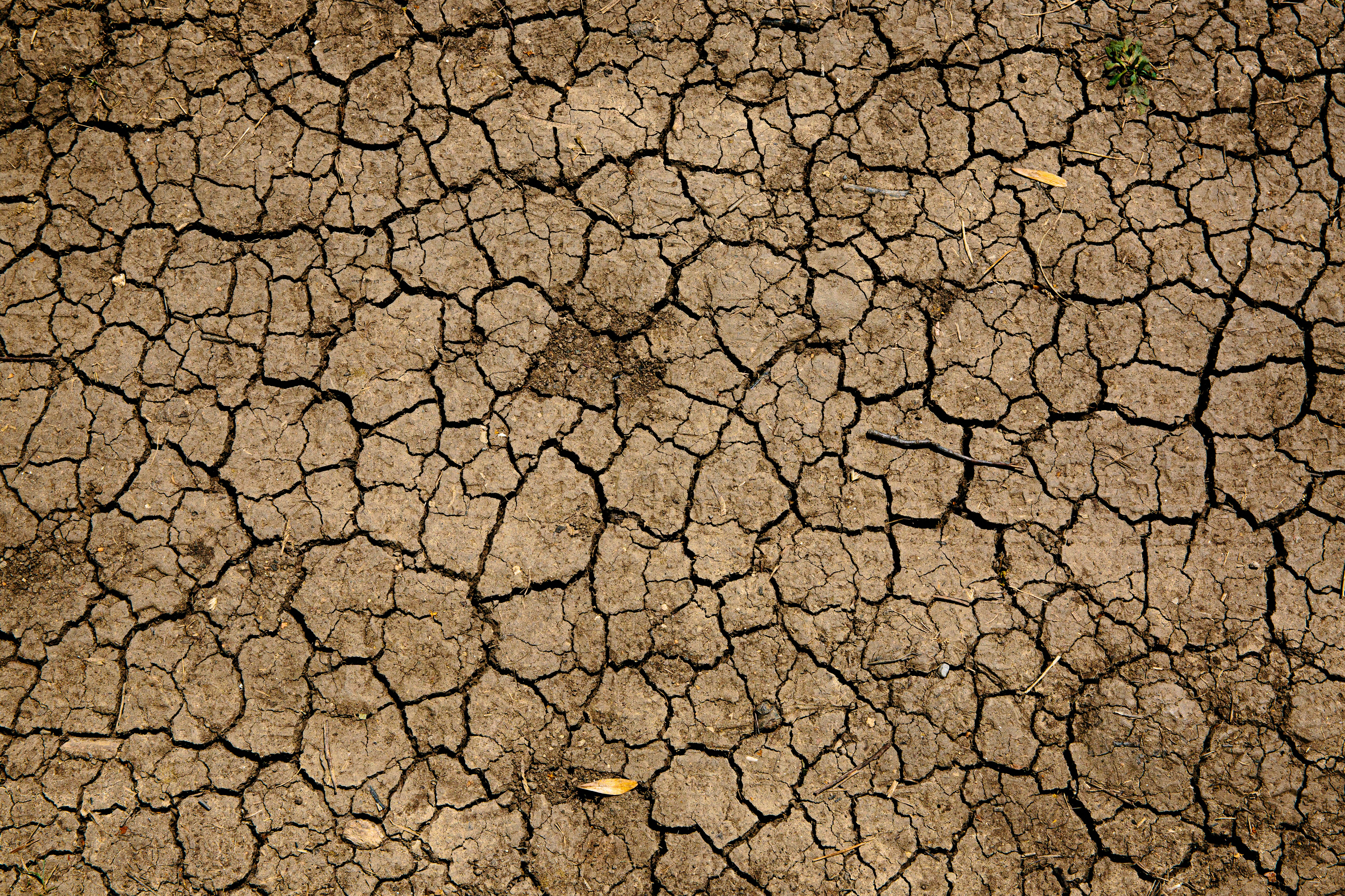 La tierra se encuentra árida y agrietada como consecuencia de la prolongada sequía