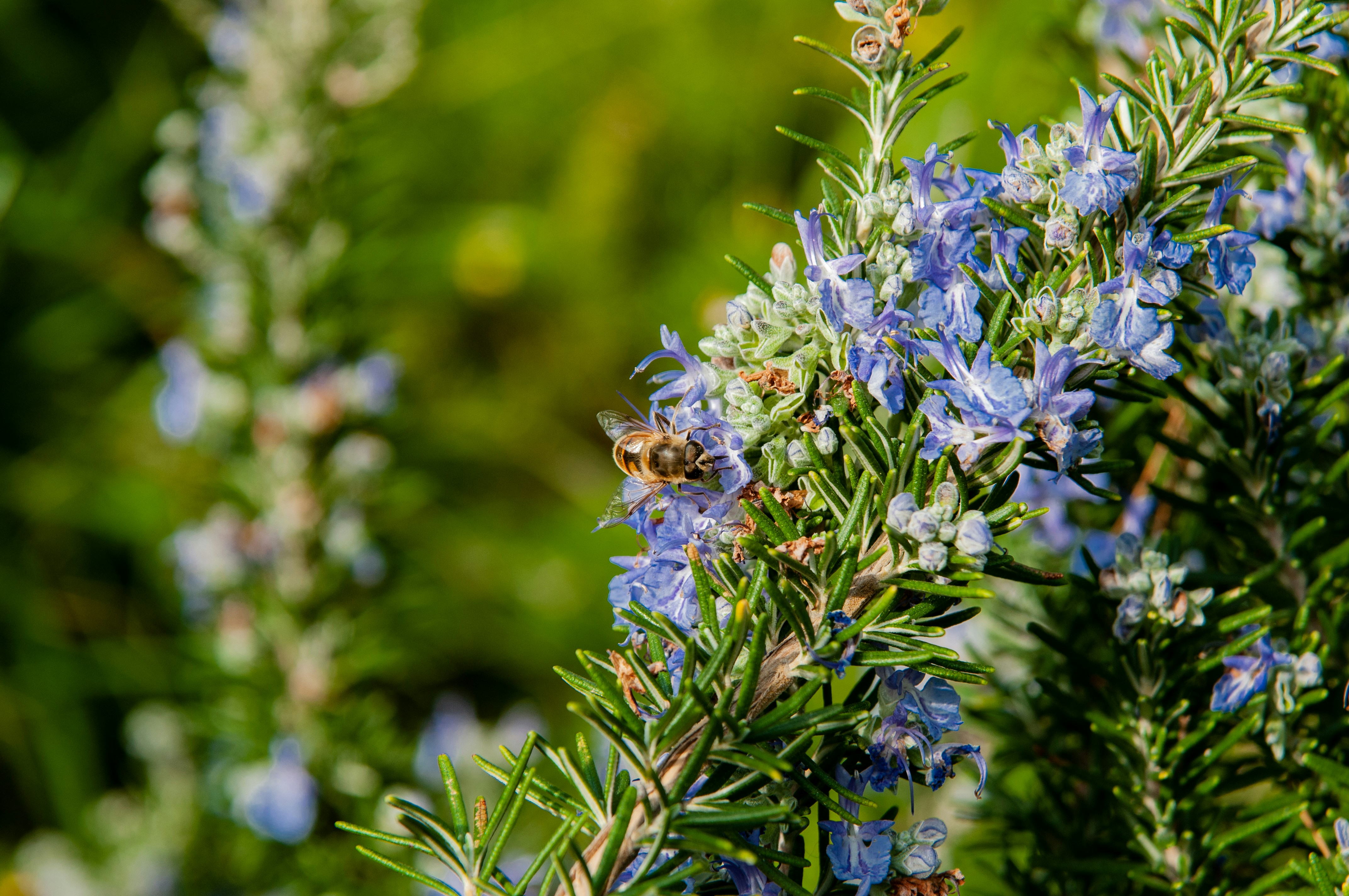 Ejemplar de romero con una abeja encima.