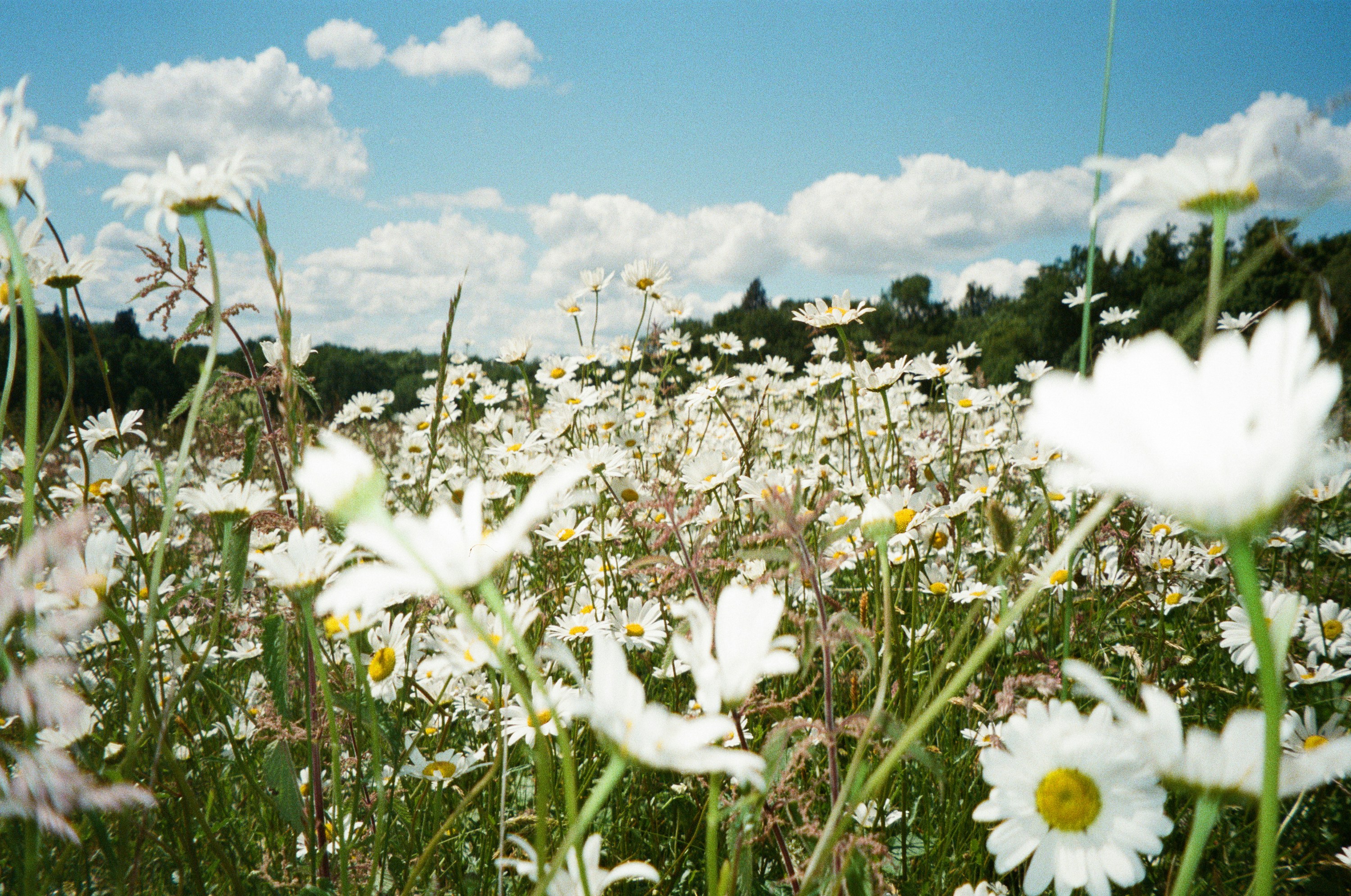 rewilding