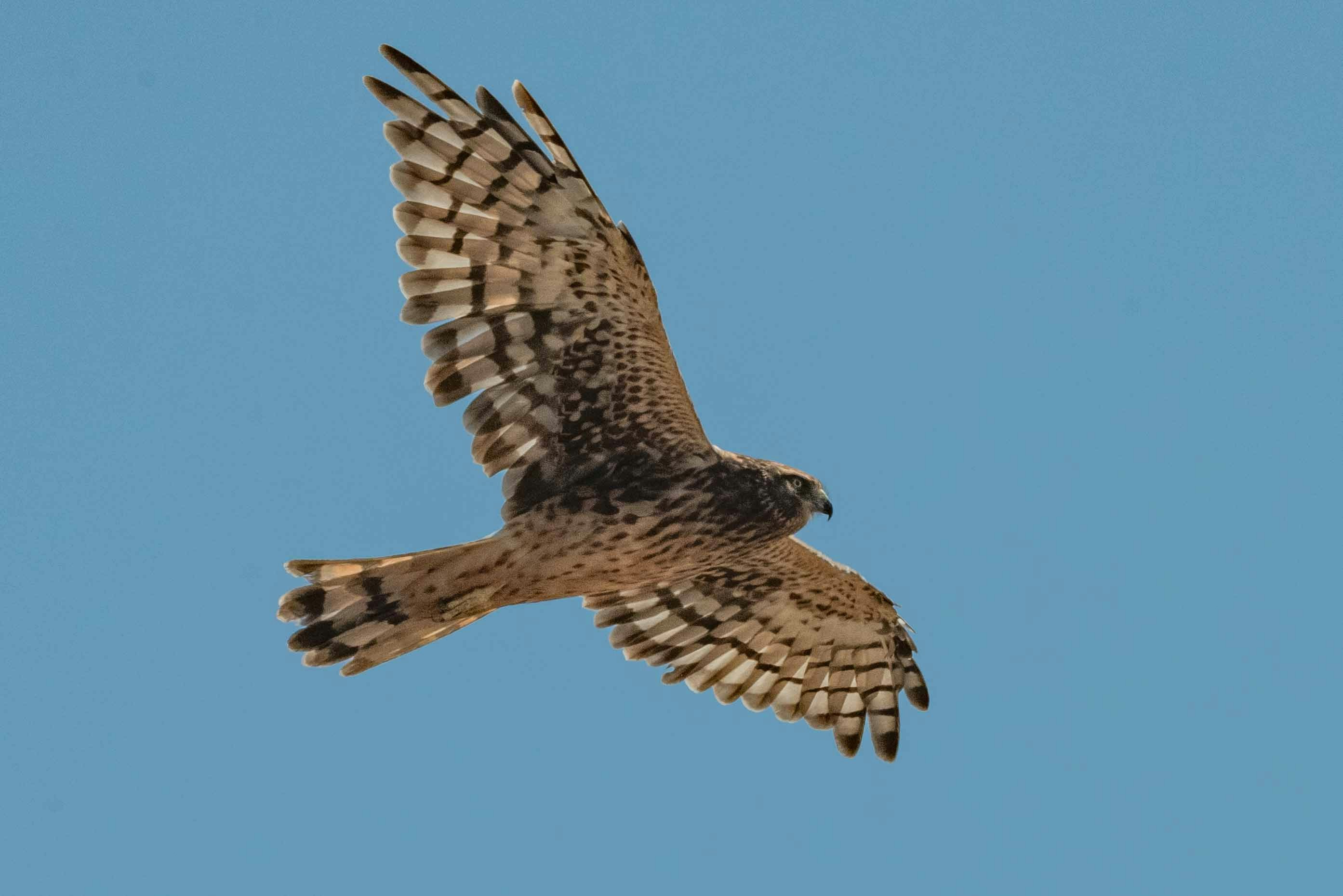 Aguilucho cenizo