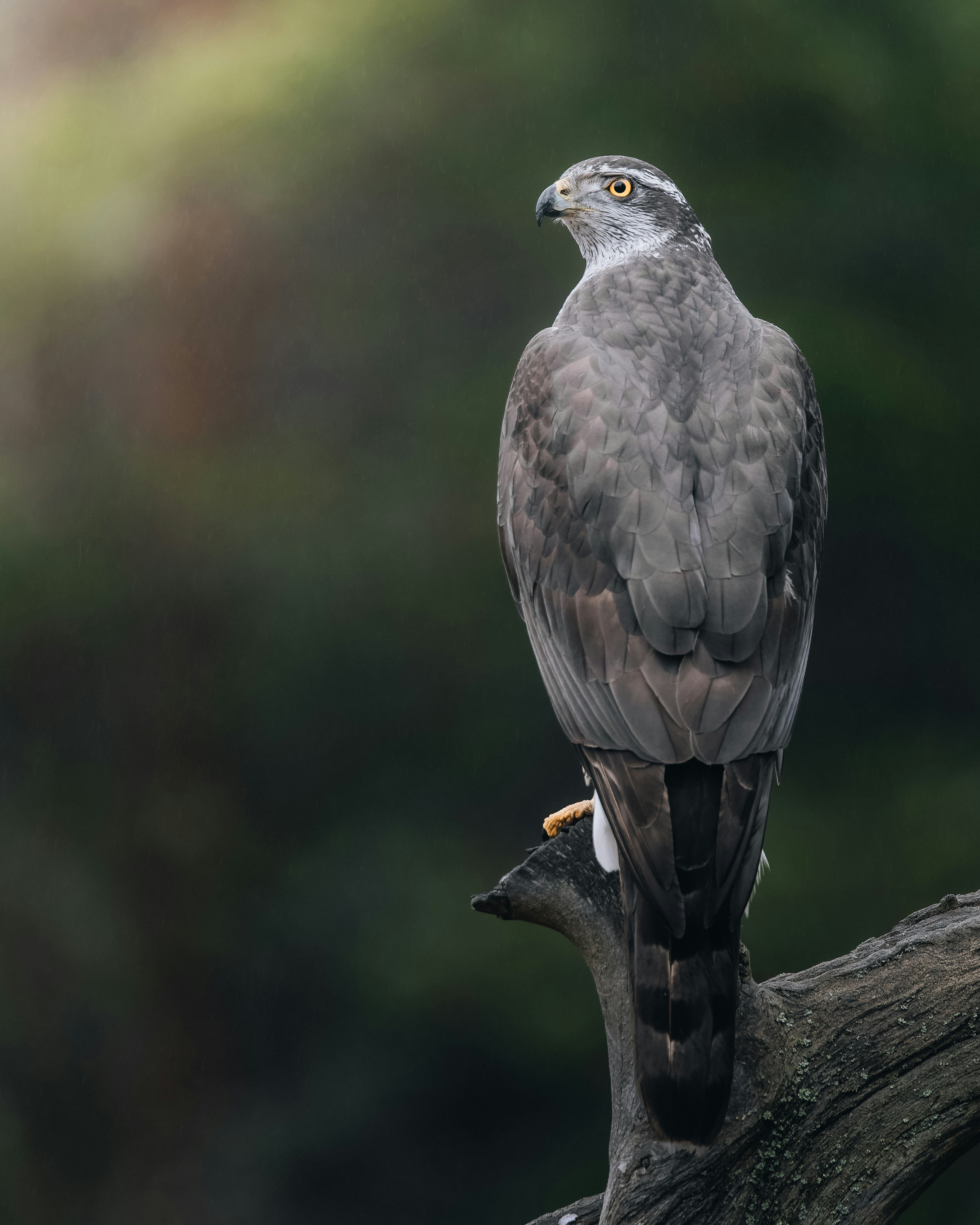Ejemplar de azor posado encima de una rama 