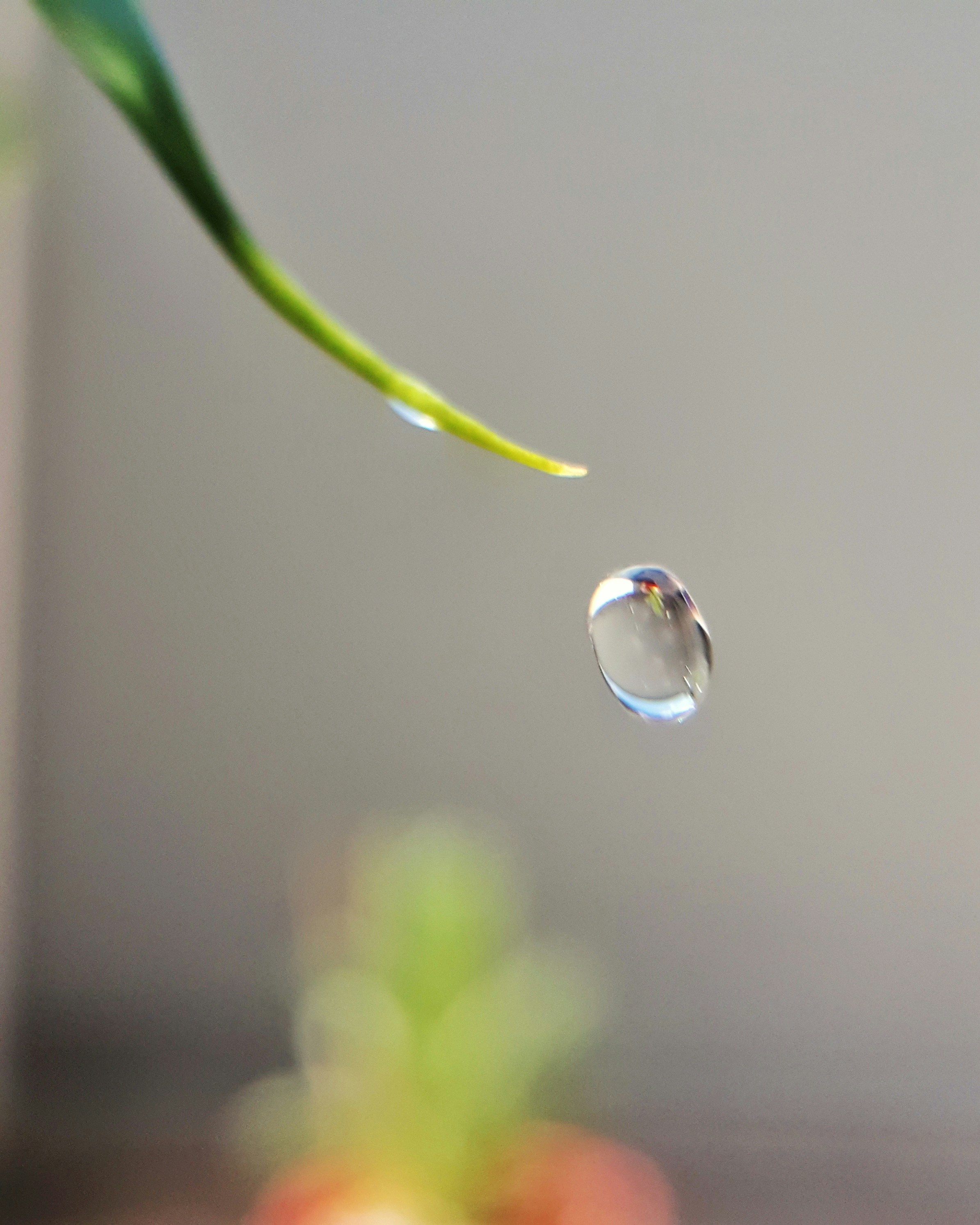 Hoja de agua con gota.&nbsp;