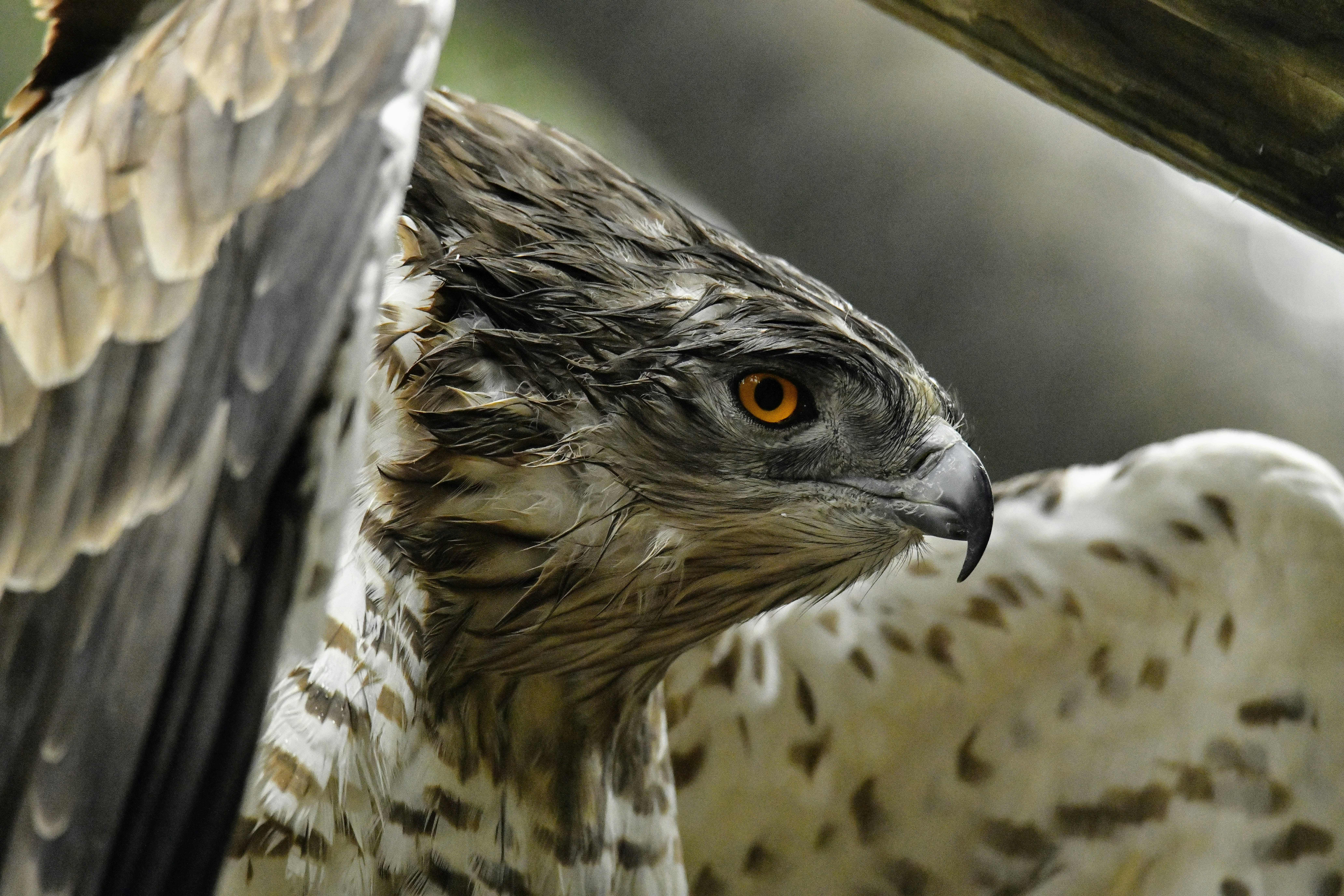 Ejemplar de águila culebrera