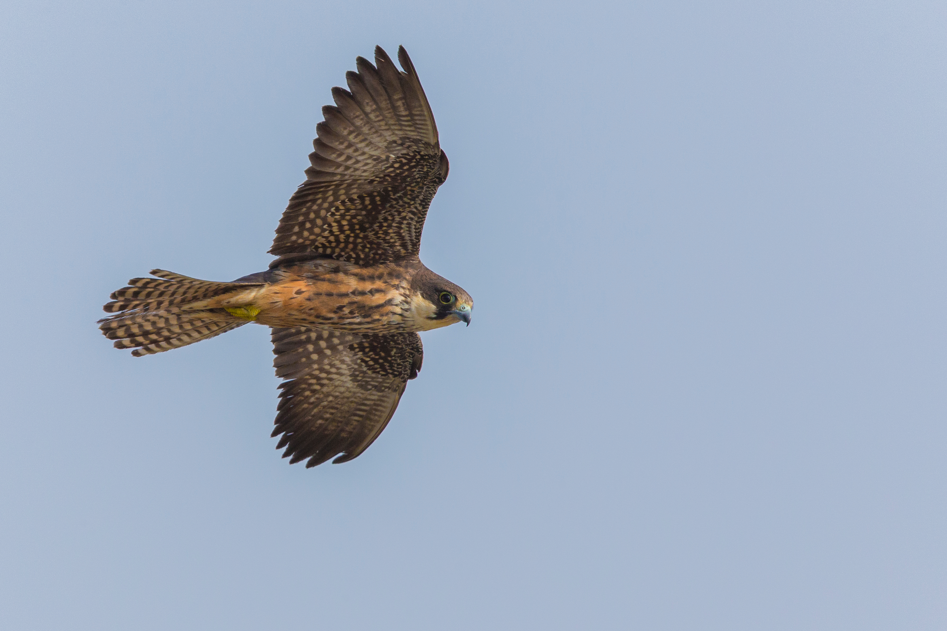 Halcón de Eleonora durante el vuelo.