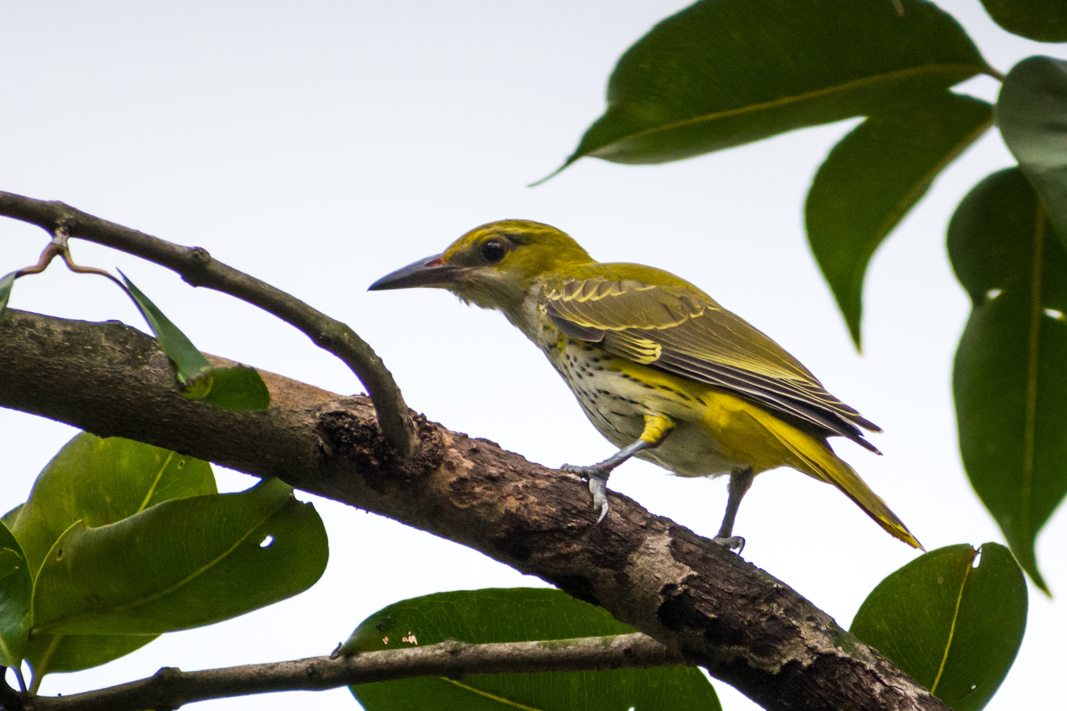 Ejemplar de oropéndola en una rama de un árbol