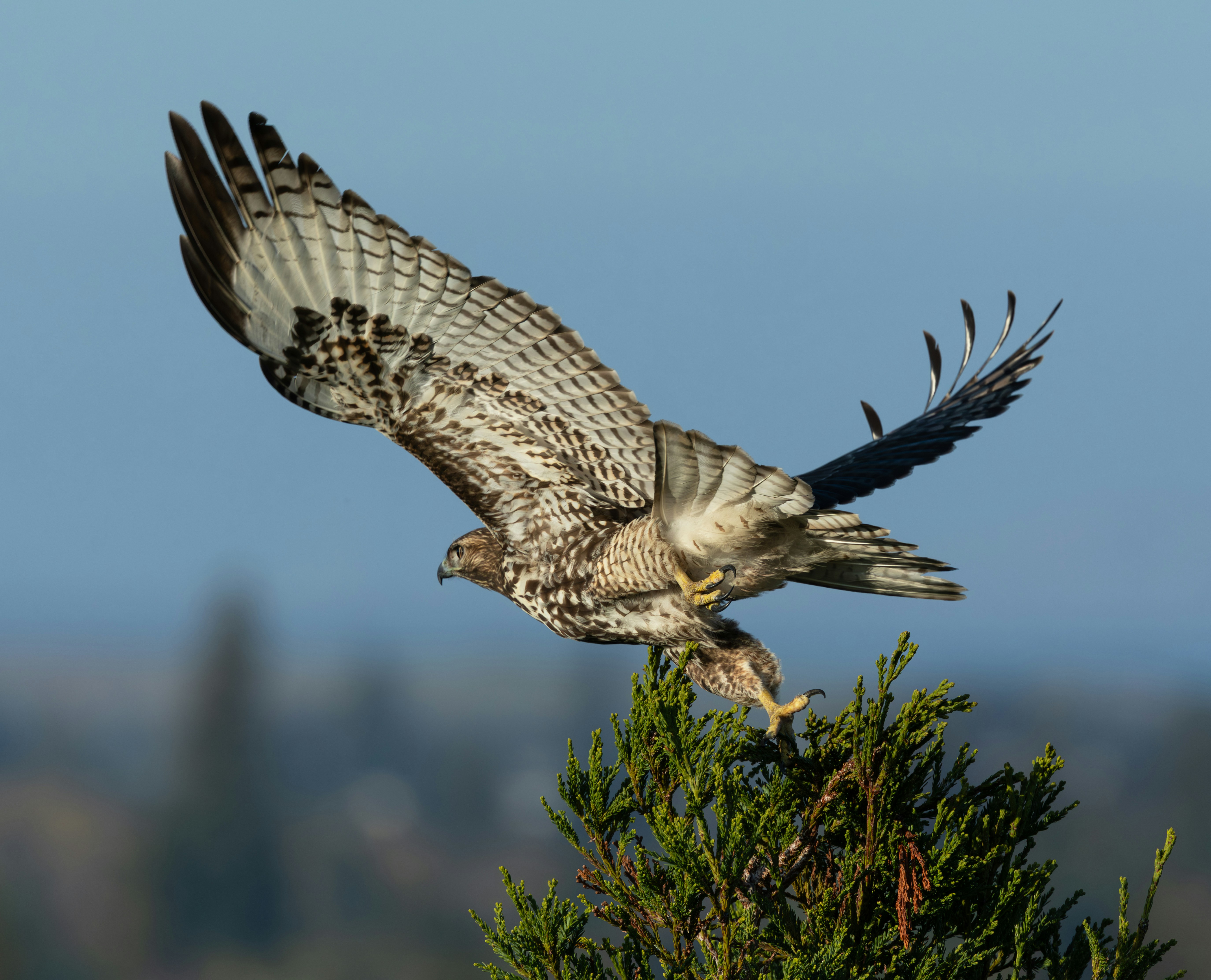 Águila culebrera