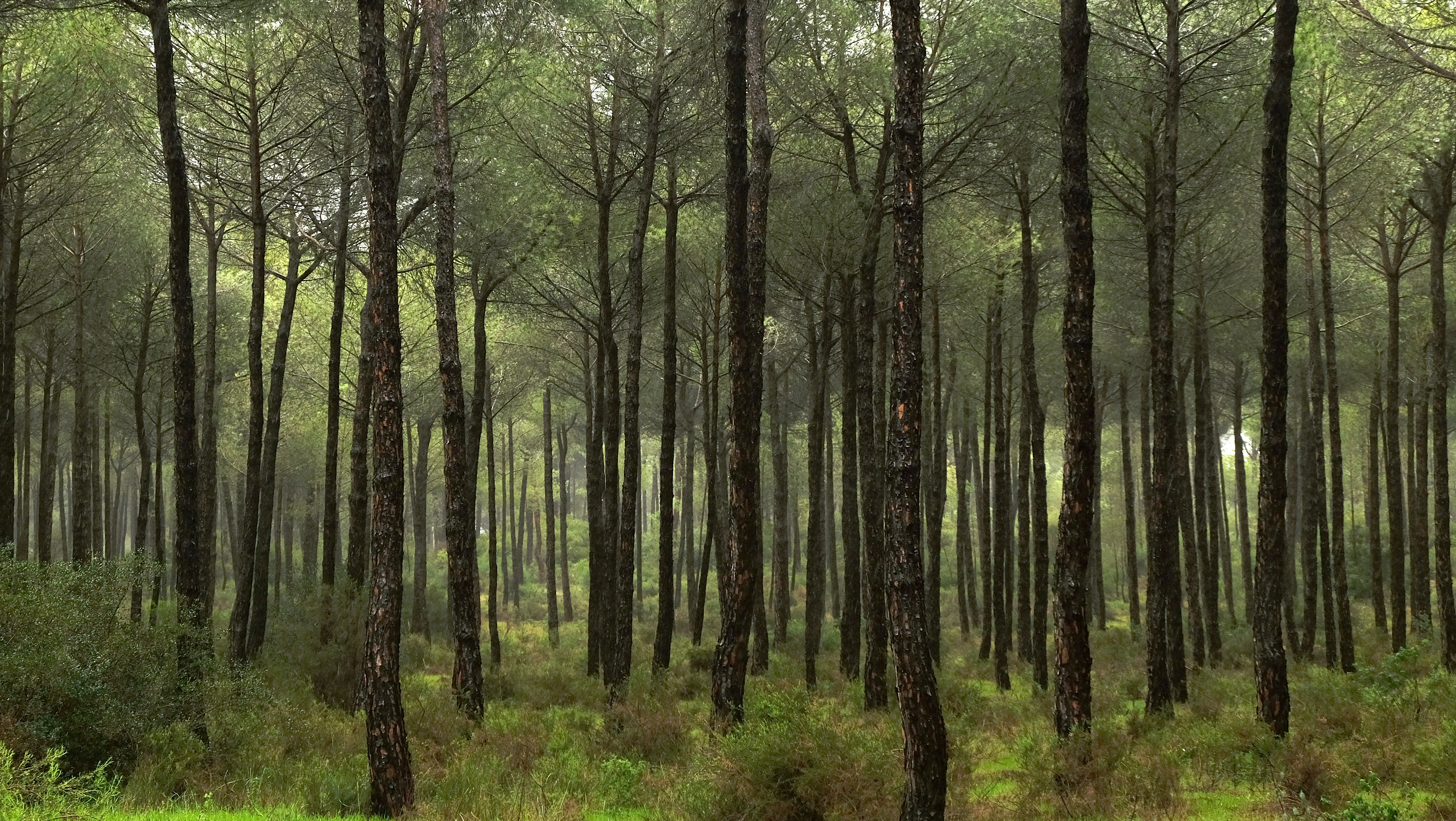 Bosque de pinos&nbsp;