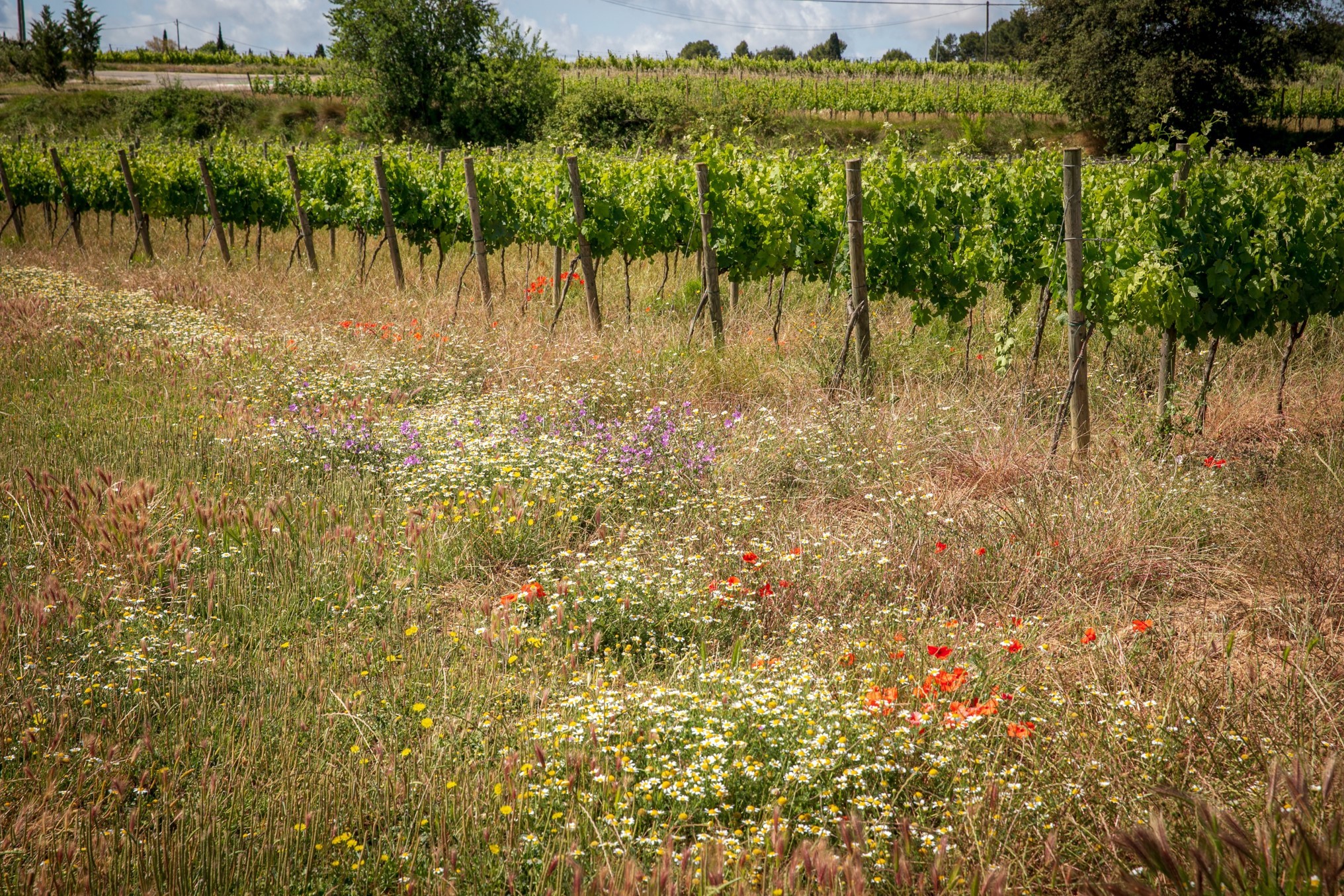 Viñedo de Mas La Plana, propiedad de Familia Torres