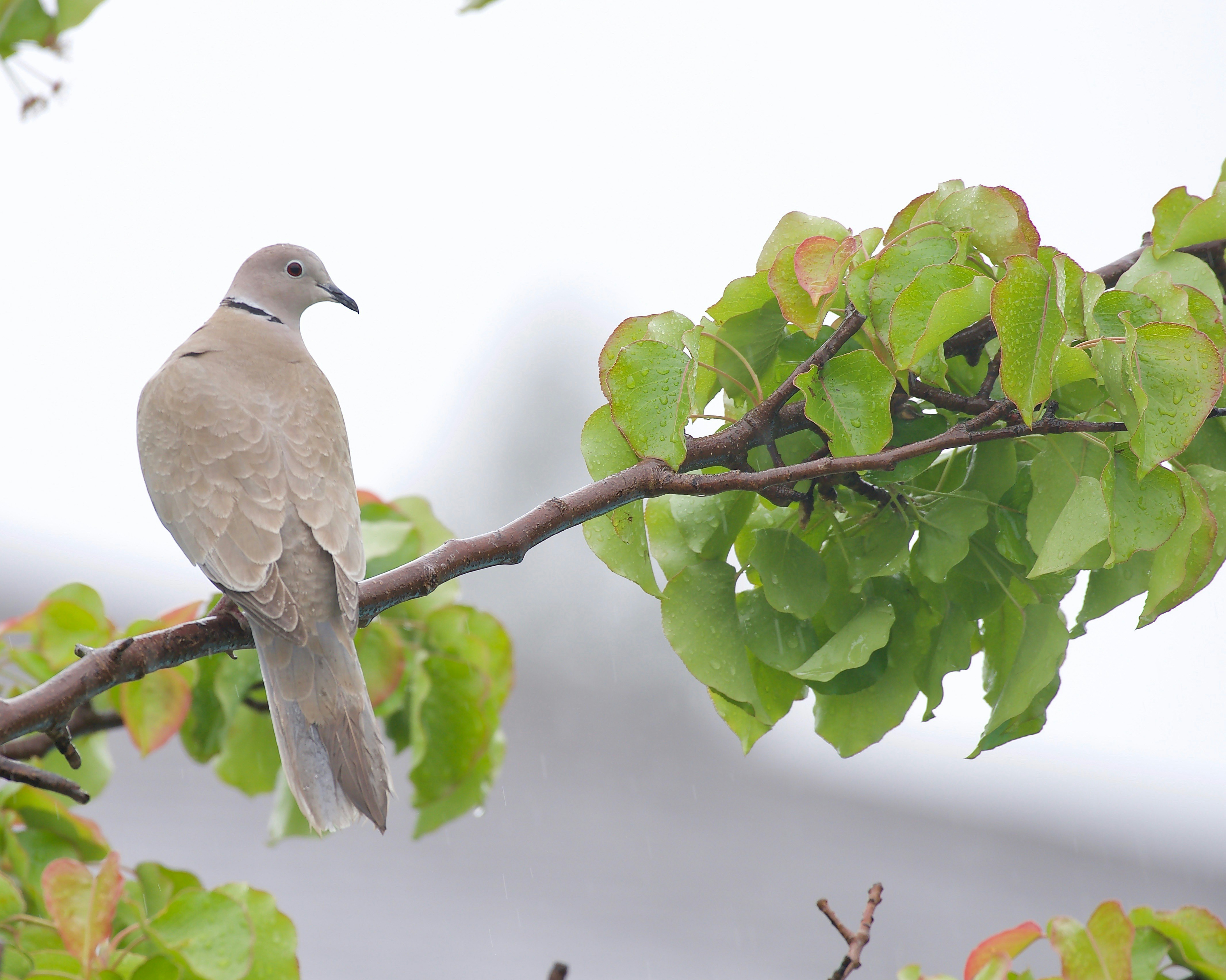 Tórtola europea alimentándose en las proximidades de un viñedo. Estos paisajes tradicionales ofrecen alimento y refugio a numerosas aves agrícolas.&nbsp;