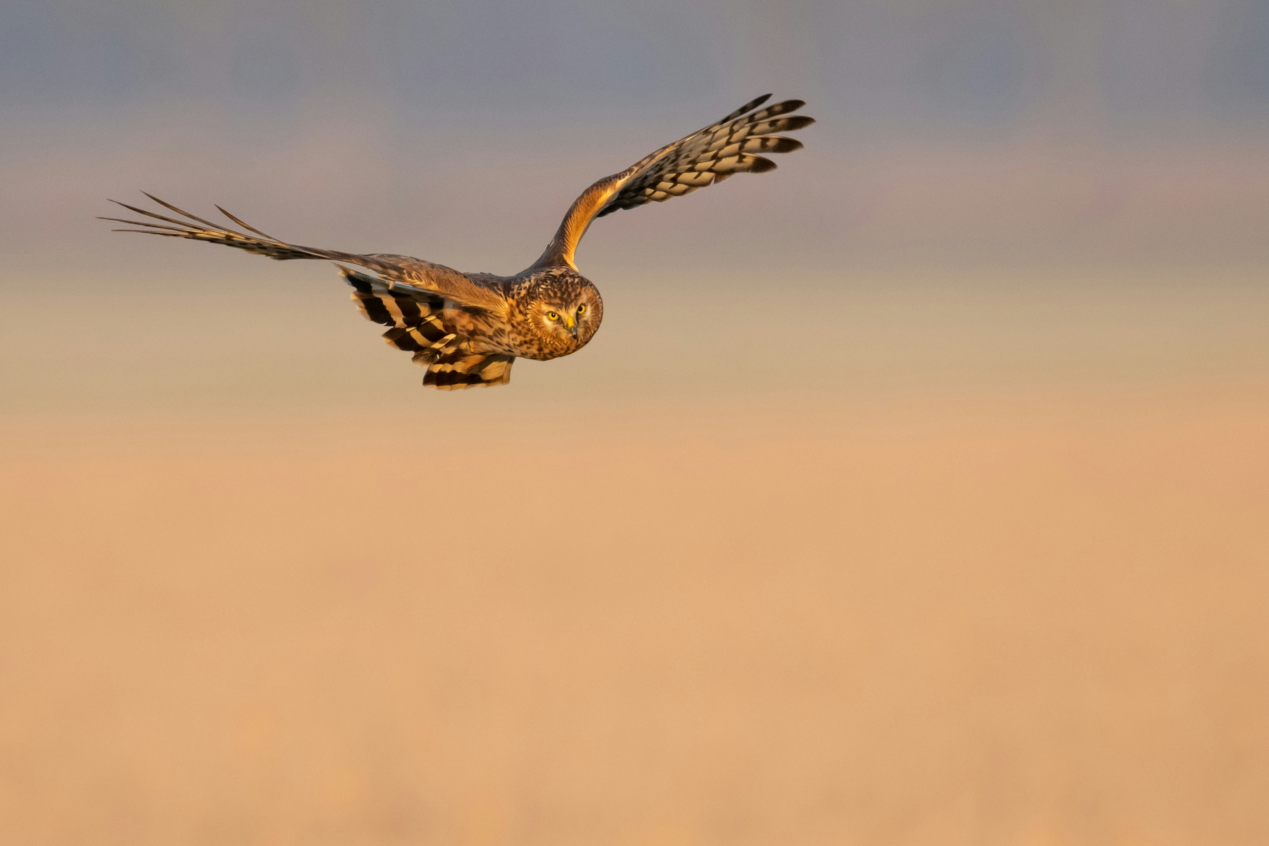 Ejemplar de aguilucho cenizo sobrevolando el campo