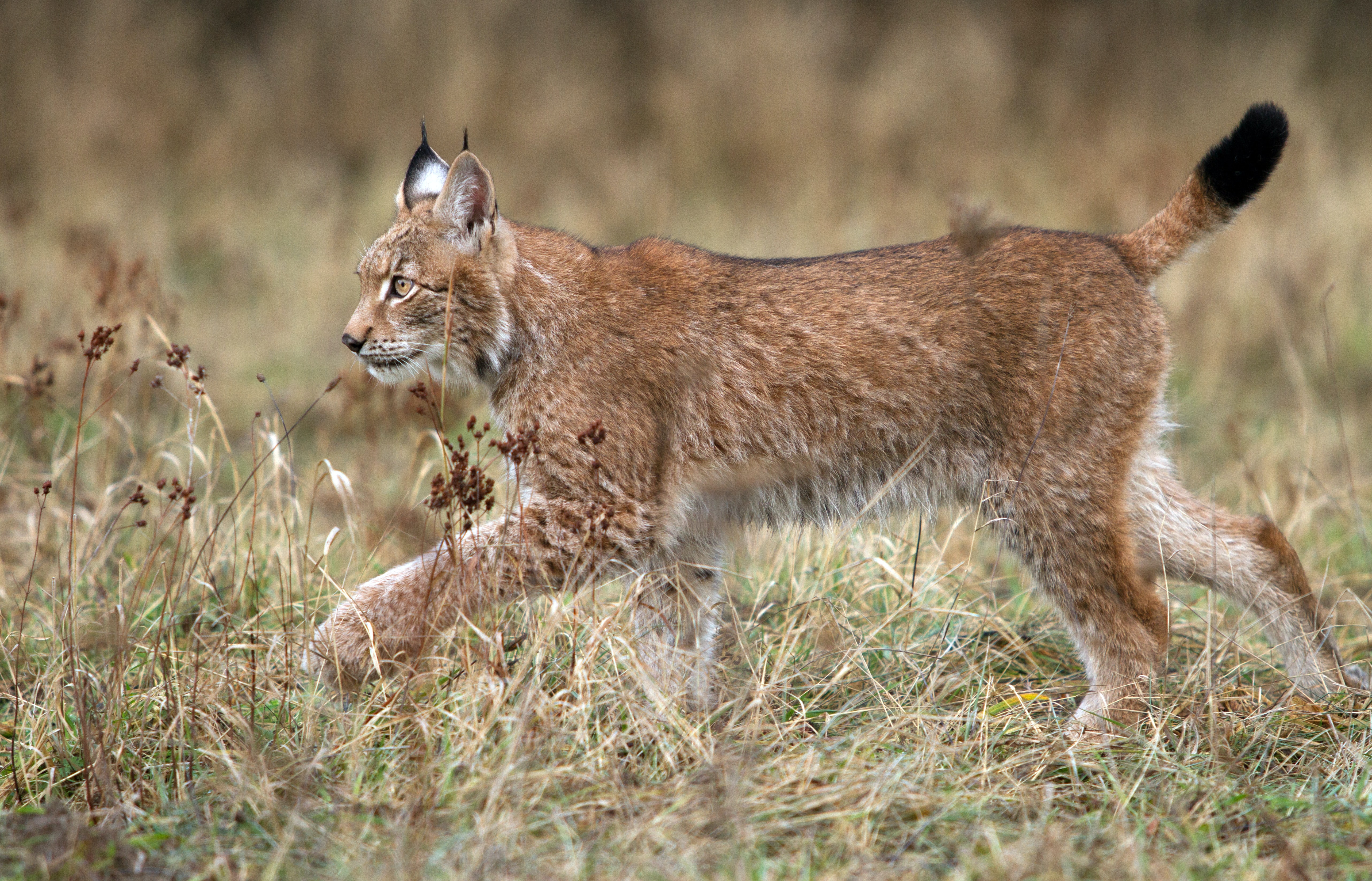 Ejemplar de lince ibérico en el campo