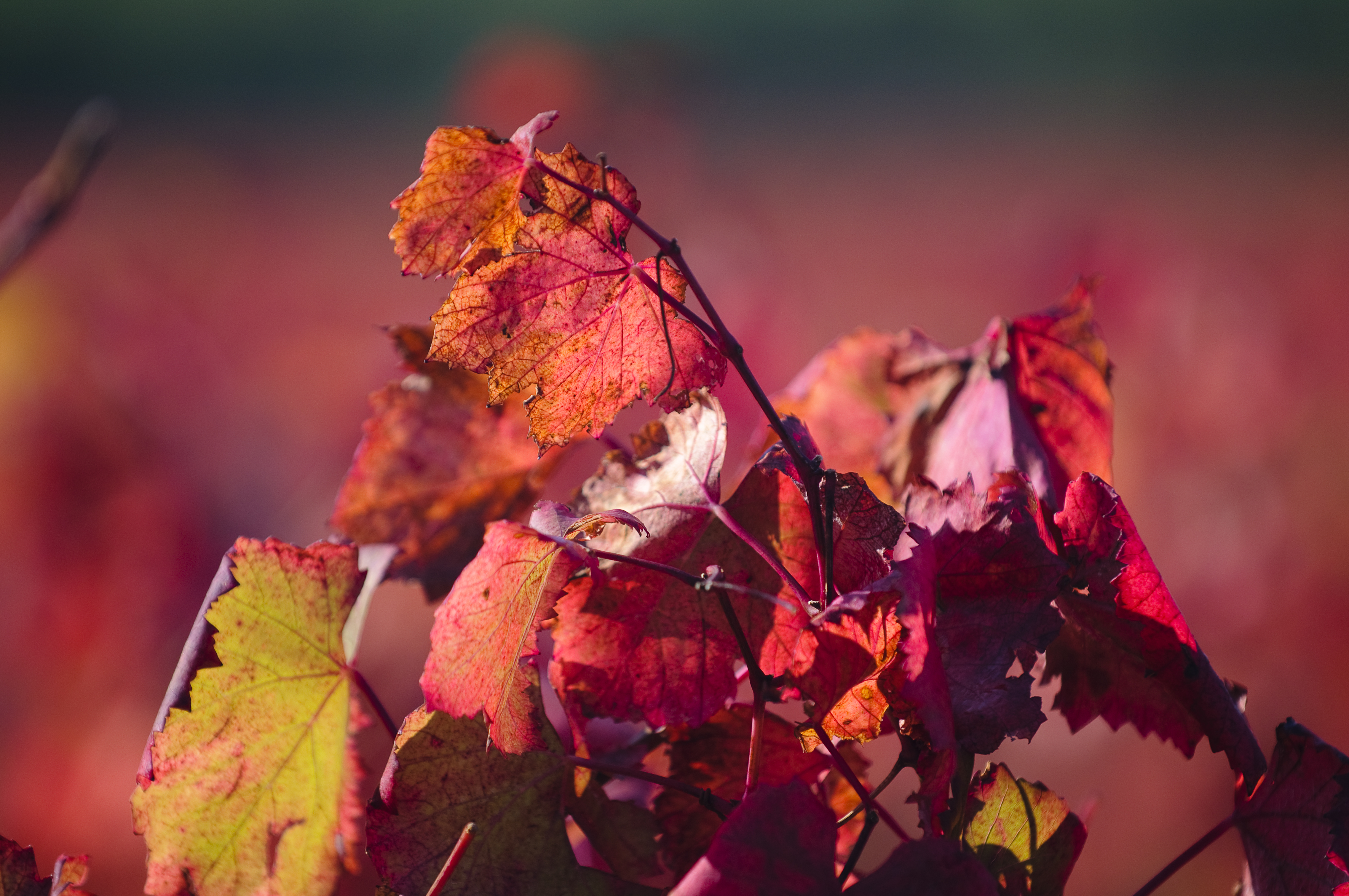 Los colores del otoño Hojas de la vid en otoño de los viñedos de Familia Torres