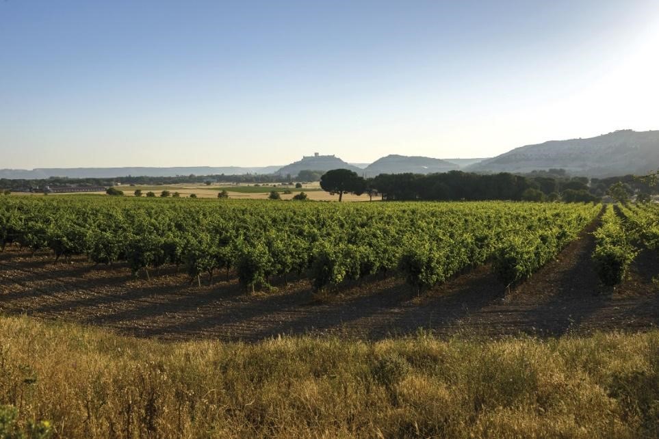 DE AQUELLAS VENDIMIAS, ESTOS VINOS (I) Viñedos en Fompedraza (DO Ribera del Duero), propiedad de Familia Torres.