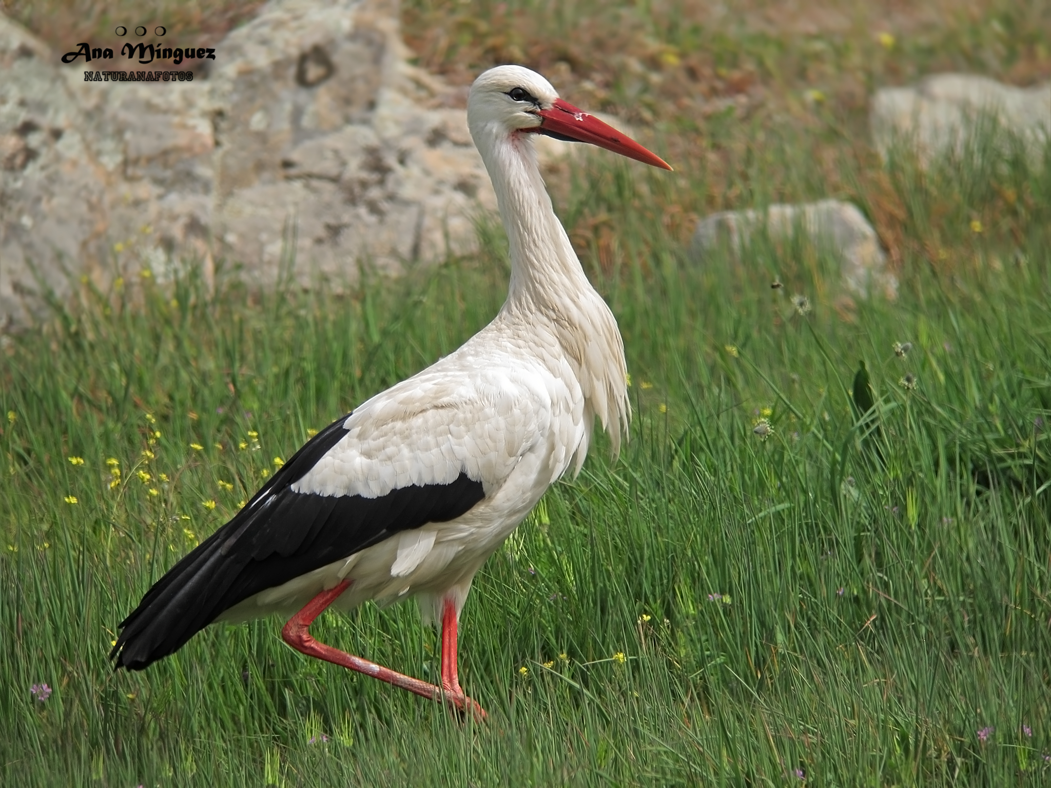 Cigüeña blanca: la vecina del tejado Ejemplar de cigüeña blanca en el campo. Fotografía de: Ana Mínguez