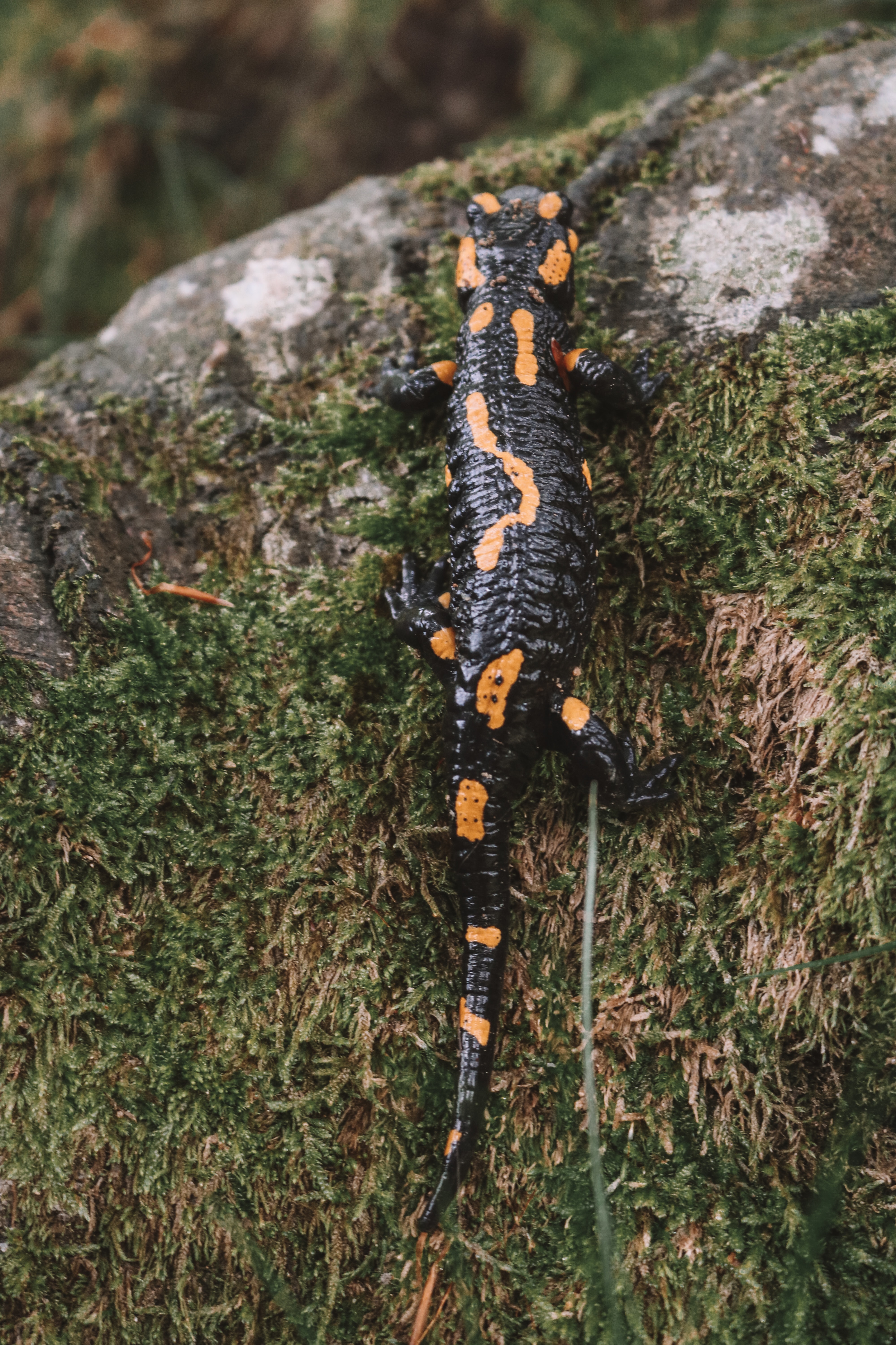 La exótica belleza de la salamandra Salamandra sobre una roca de un bosque.