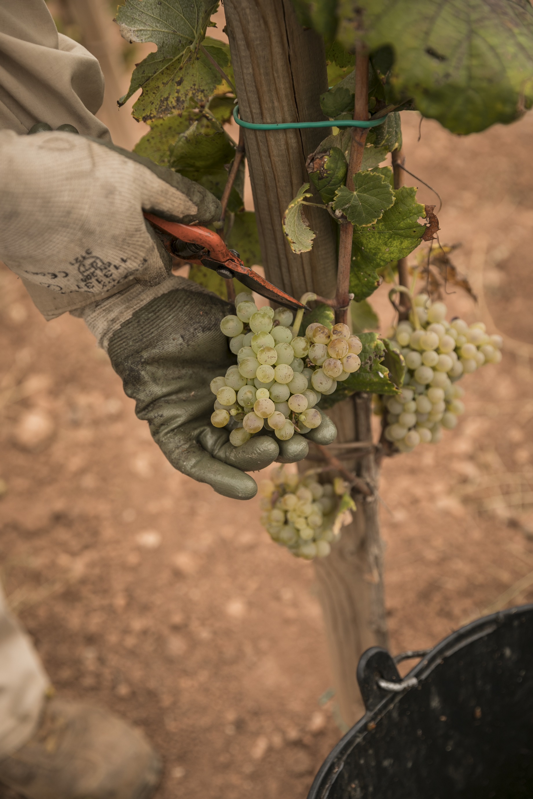 ¿CUÁNDO VENDIMIAR? Vendimia de la variedad forcada en la finca de Mas Palau (Santa Maria de Miralles, Alt Penedès).
