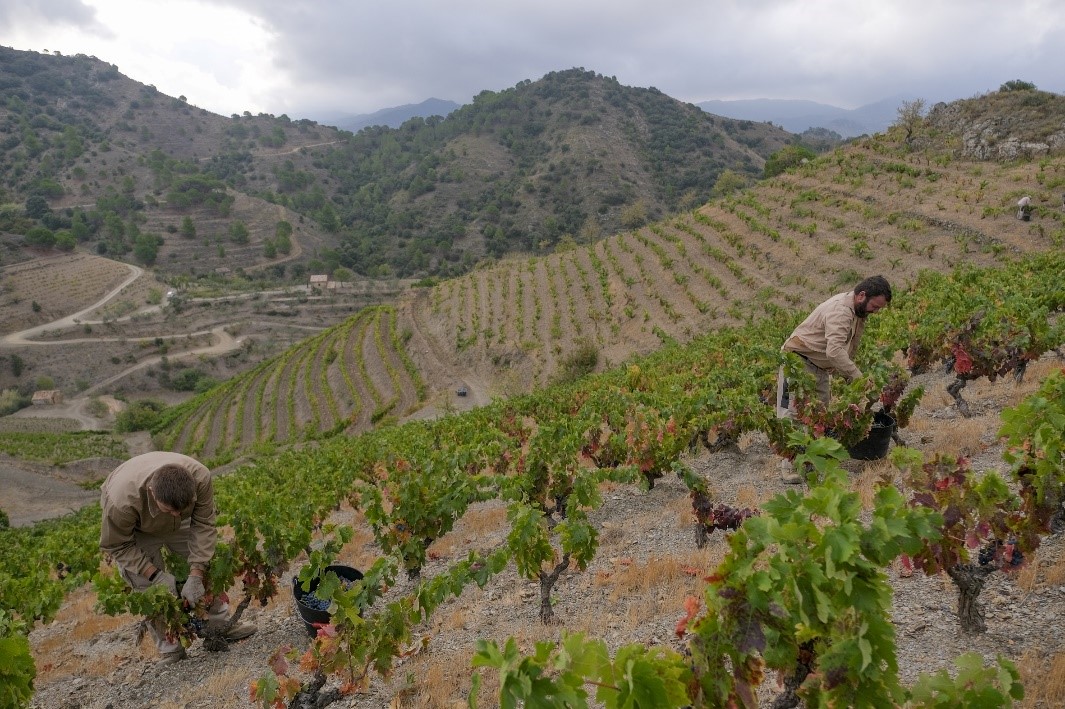DE AQUELLAS VENDIMIAS, ESTOS VINOS (II). Vendimia en el Mas de la Rosa (DOQ Priorat), de Familia Torres.