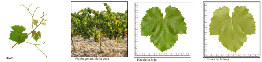 QUEROL Hoja de la variedad tinta querol
