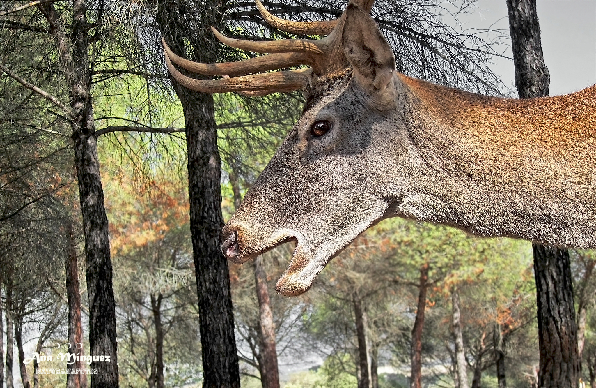 La berrea del ciervo: el mayor espectáculo de la naturaleza otoñal Ejemplar de ciervo en el bosque. Fotografía de: Ana Mínguez