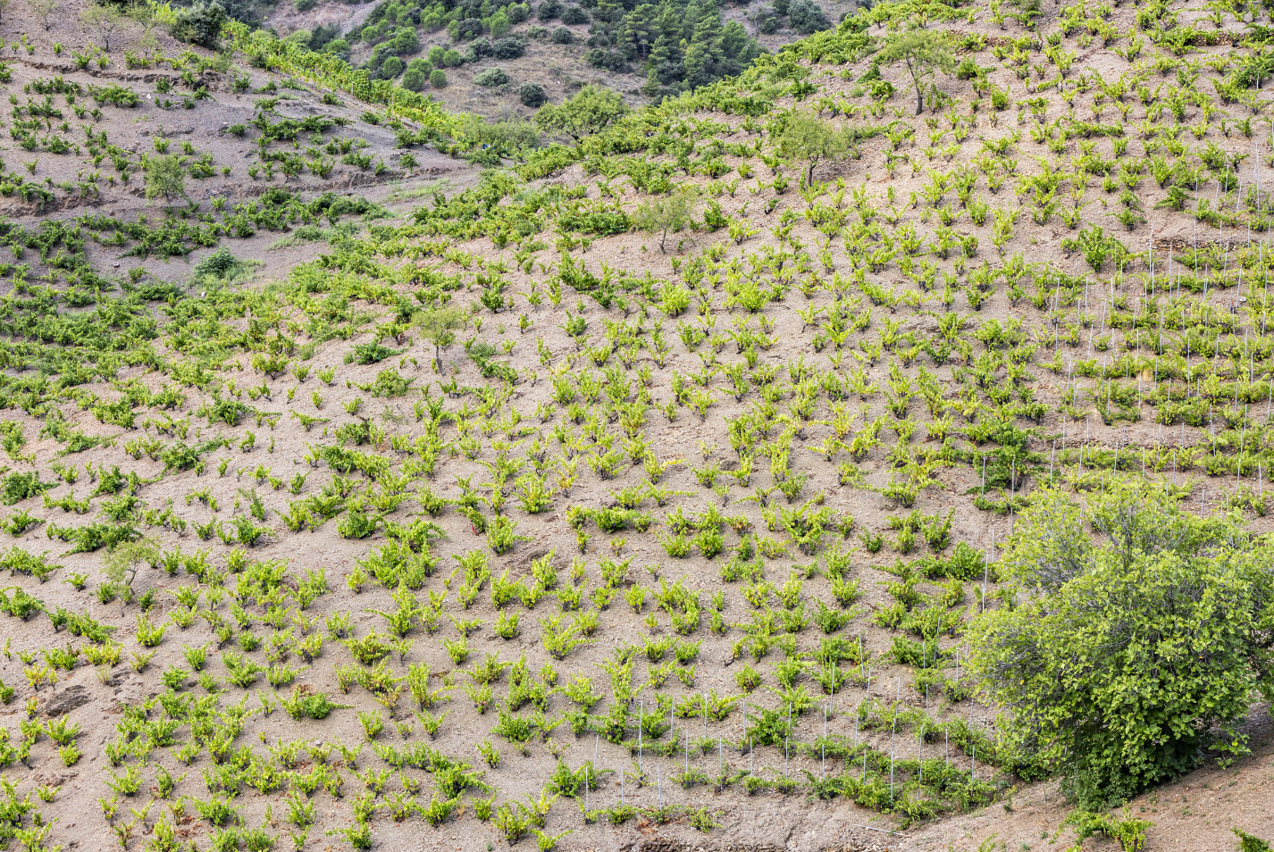 150 AÑOS DE FAMILIA TORRES: EPISODIOS DE UNA VIDA (5ª generación) Finca de Mas de la Rosa (DOQ Priorat)