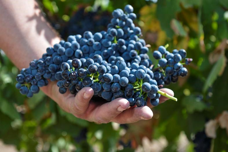 DE AQUELLAS VENDIMIAS, ESTOS VINOS (II). Racimo durante la vendimia en los viñedos de l’Aranyó (DO Costers del Segre).