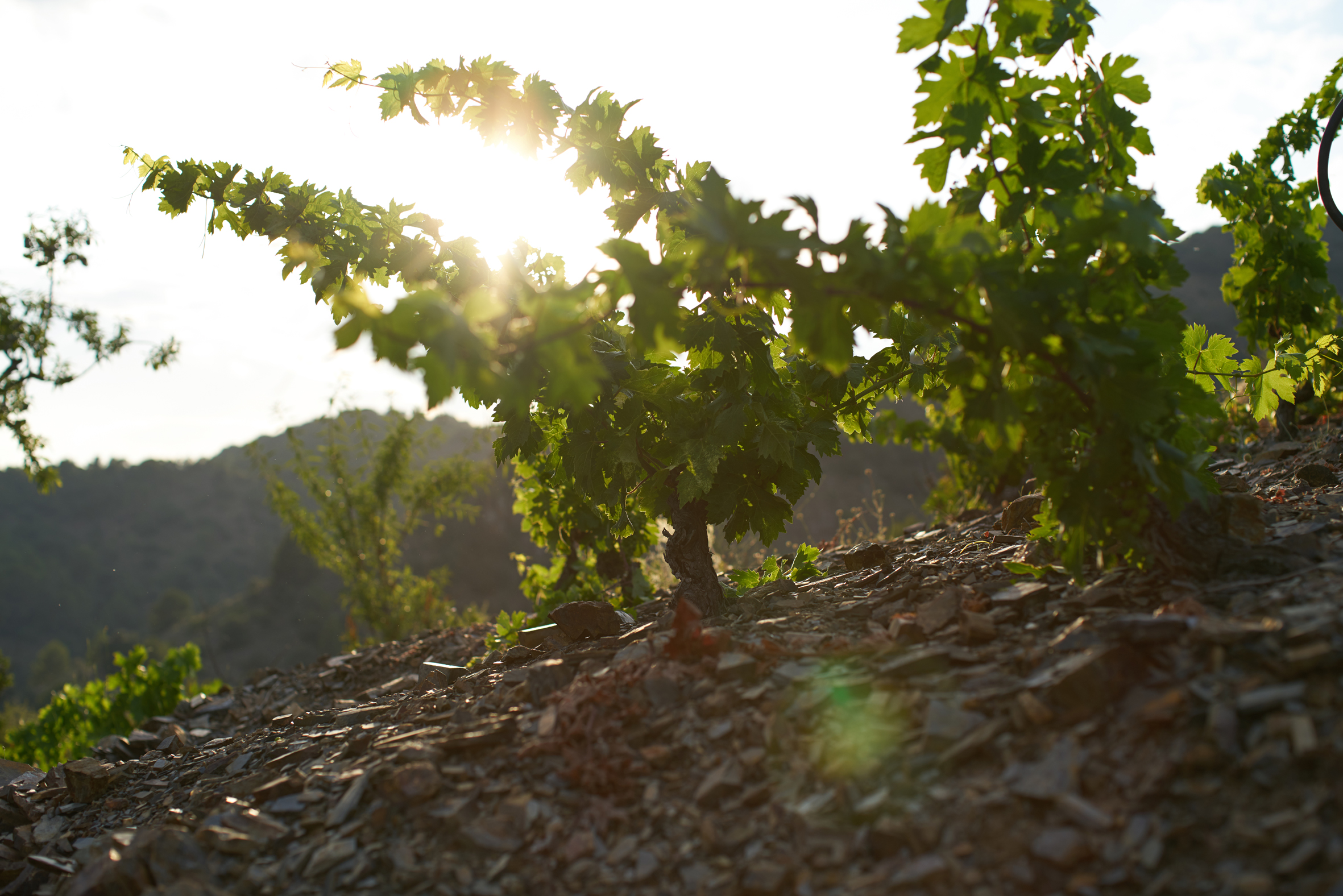 Vides en la DOCa Priorat, propiedad de Familia Torres. 