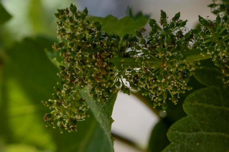 LA FLORACIÓN COMO ÍNDICE DE CALIDAD En plena floración, la garnacha plantada en la finca Purgatori (DO Costers del Segre)