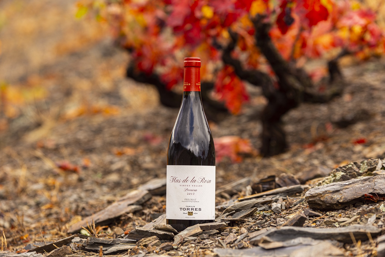 Mas de la Rosa, un vino tinto elaborado por Familia Torres, de la DOCa Priorat