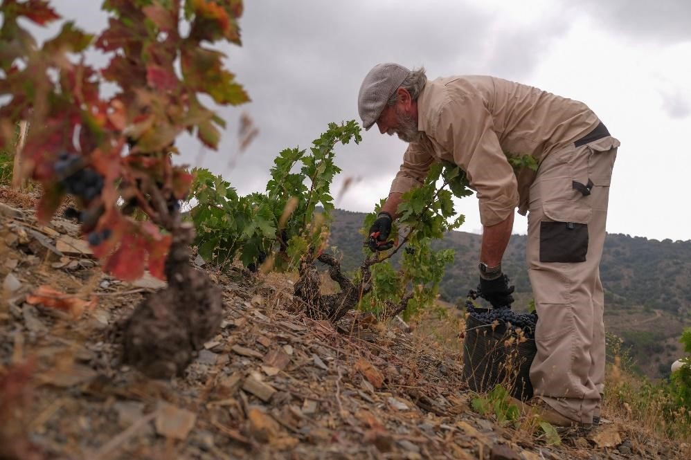 ¿CUÁNDO VENDIMIAR? Vendimiando el viñedo de Mas de la Rosa en el Priorat.